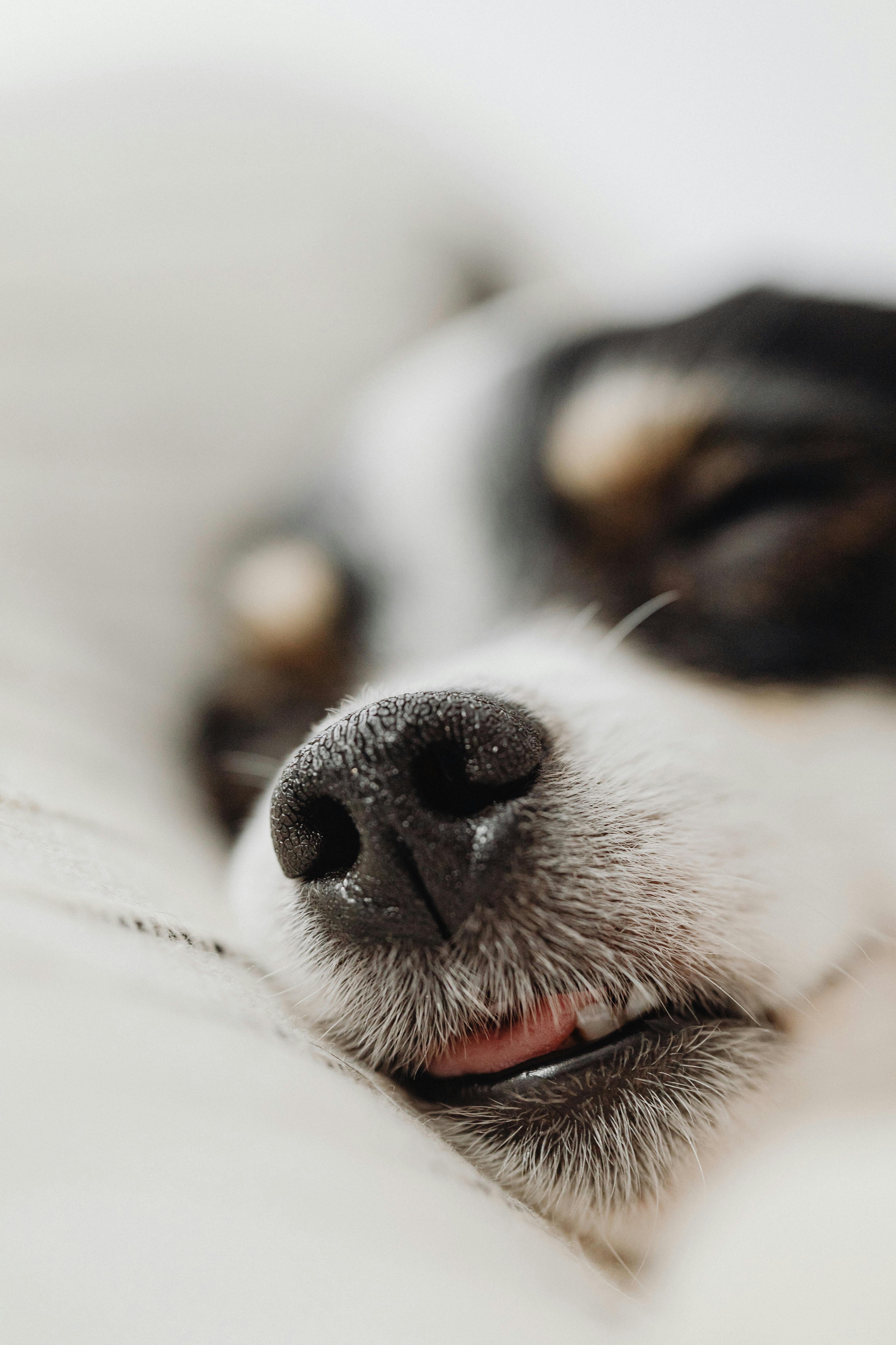 Dog Asleep · Free