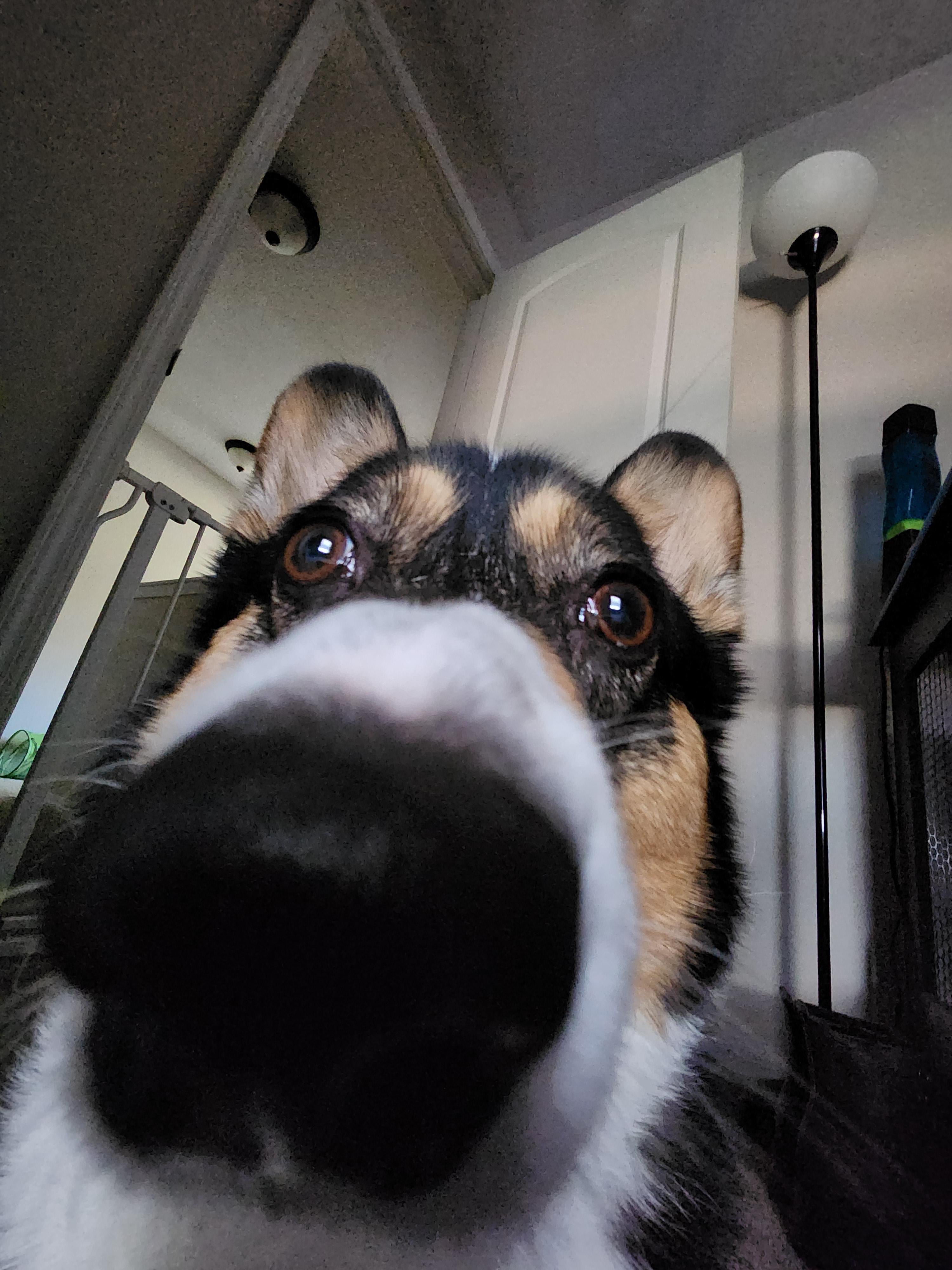 Show funny 0.5 pics of your dog, r