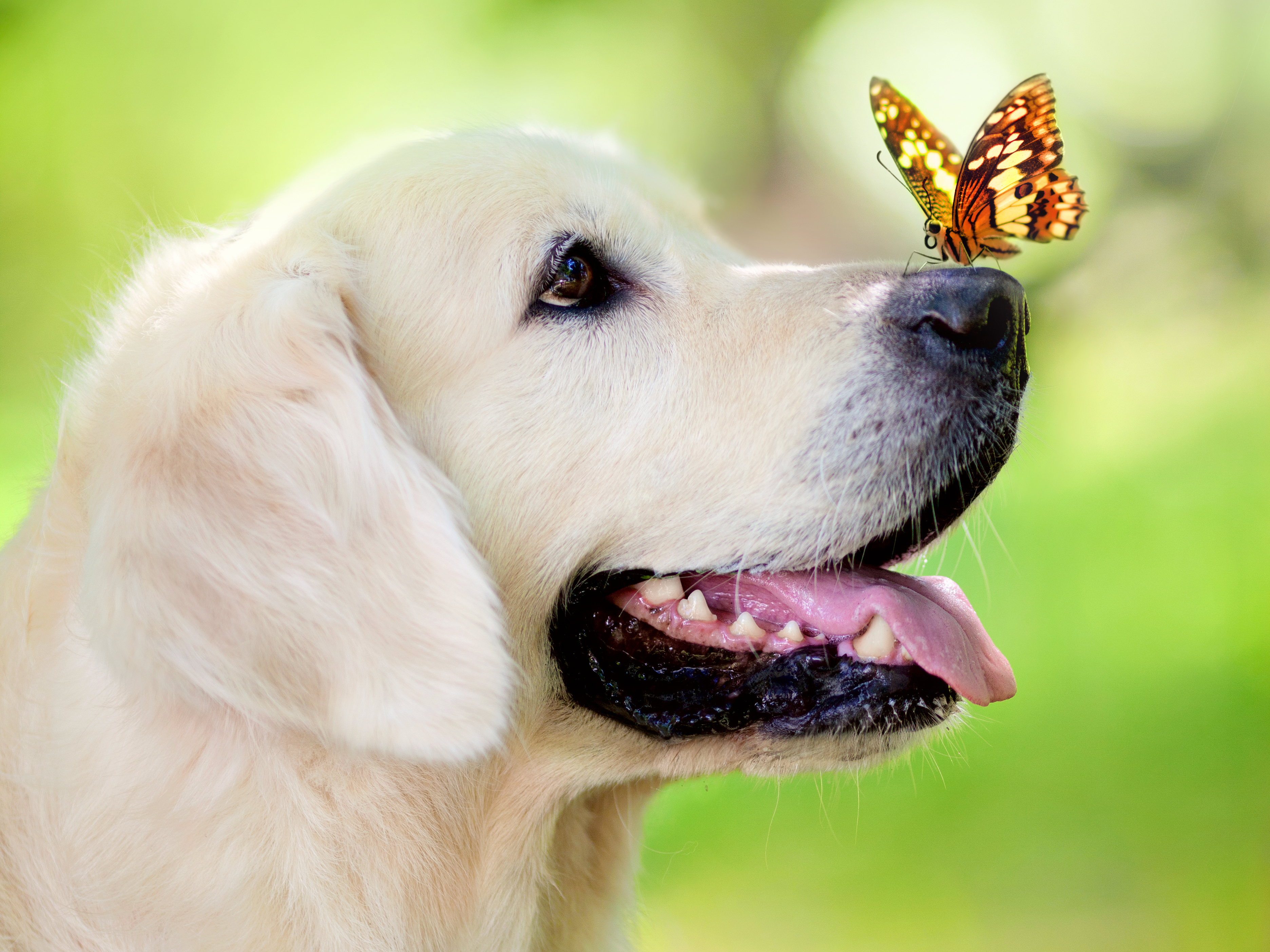 Labrador And Butterfly Close Up