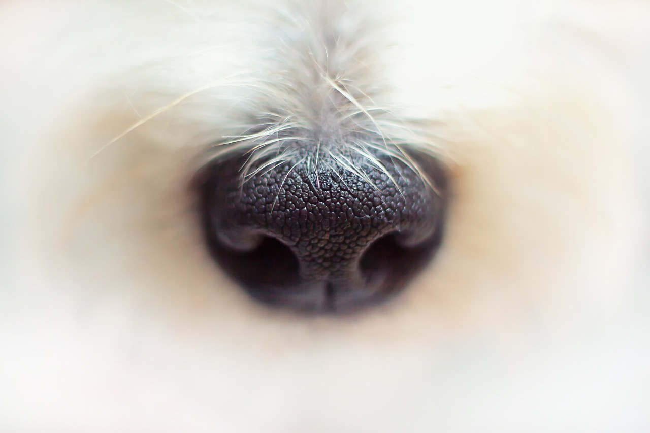 300,Free Animal Nose & Nose Image