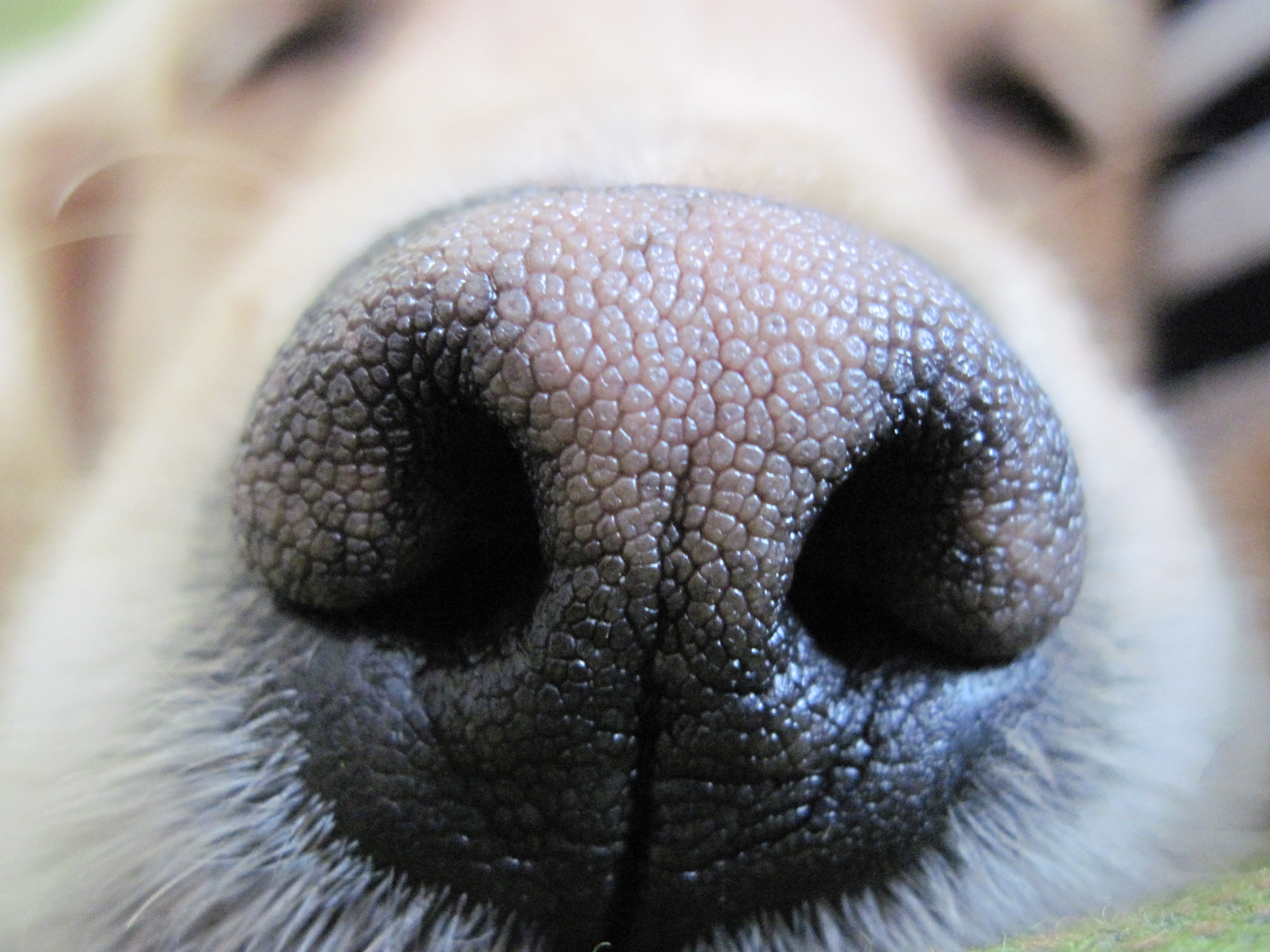 Dog nose