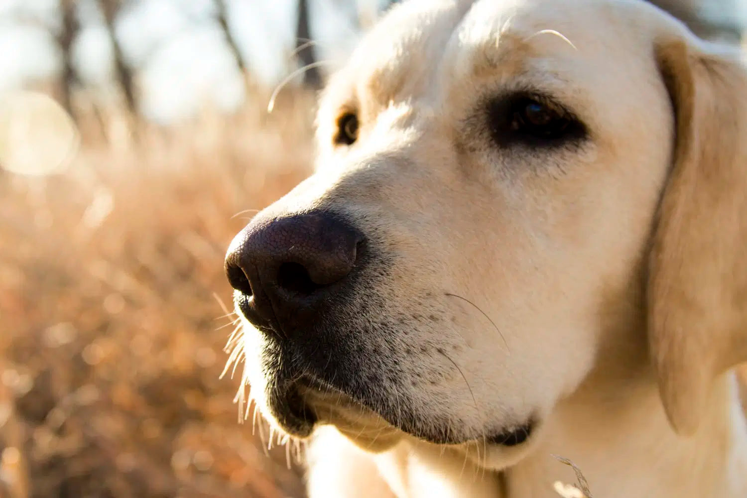 What Can I Put on My Dog's Dry Nose