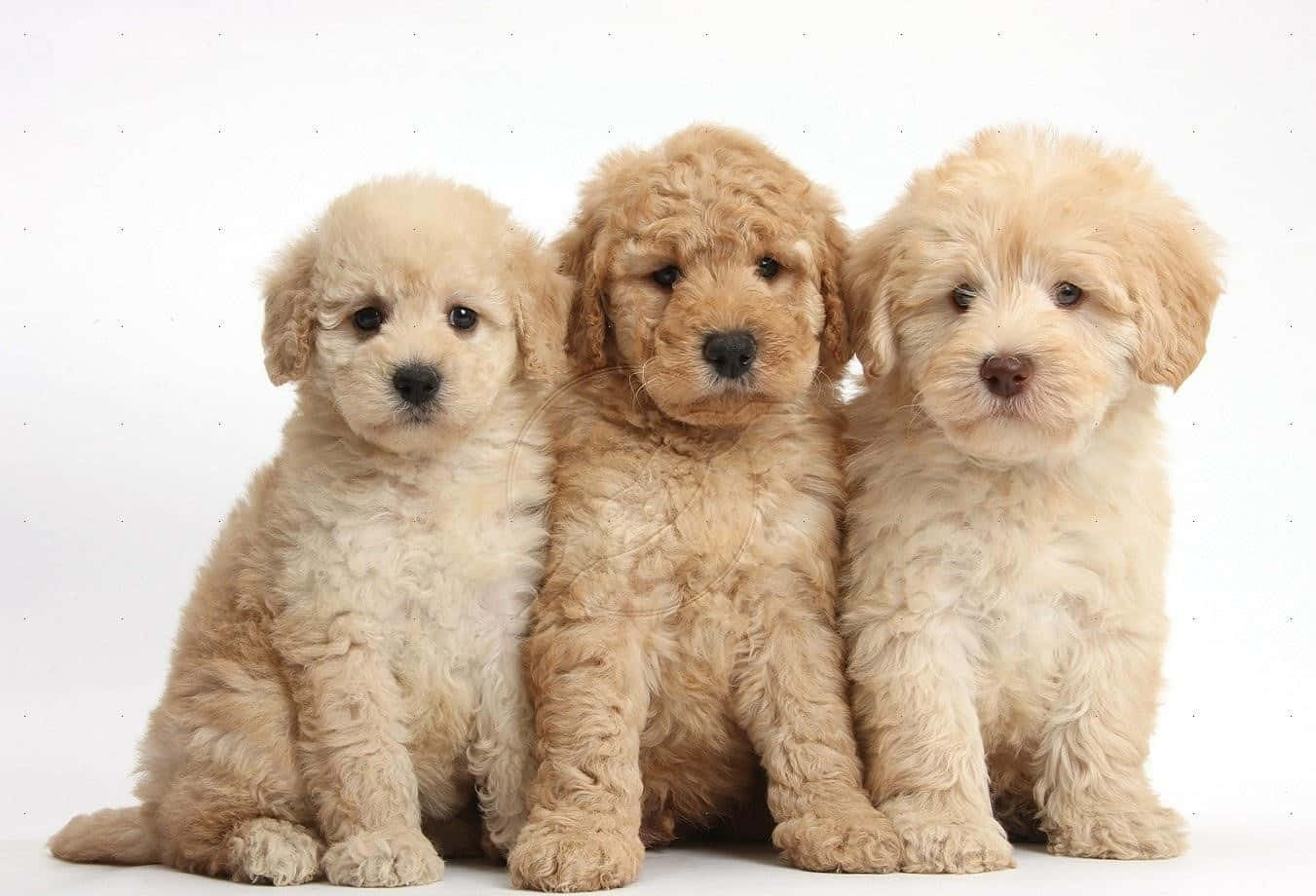 Goldendoodle Picture