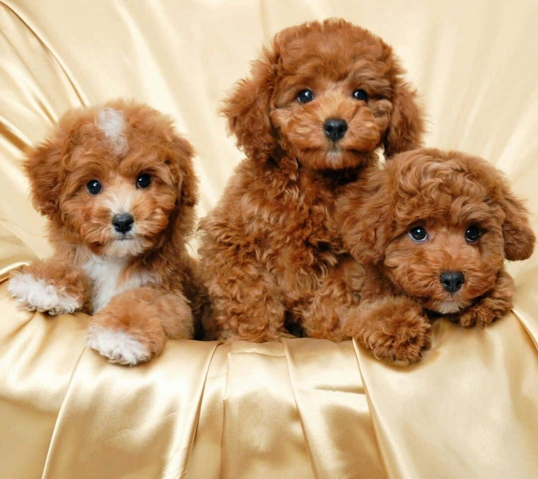 Goldendoodle Picture
