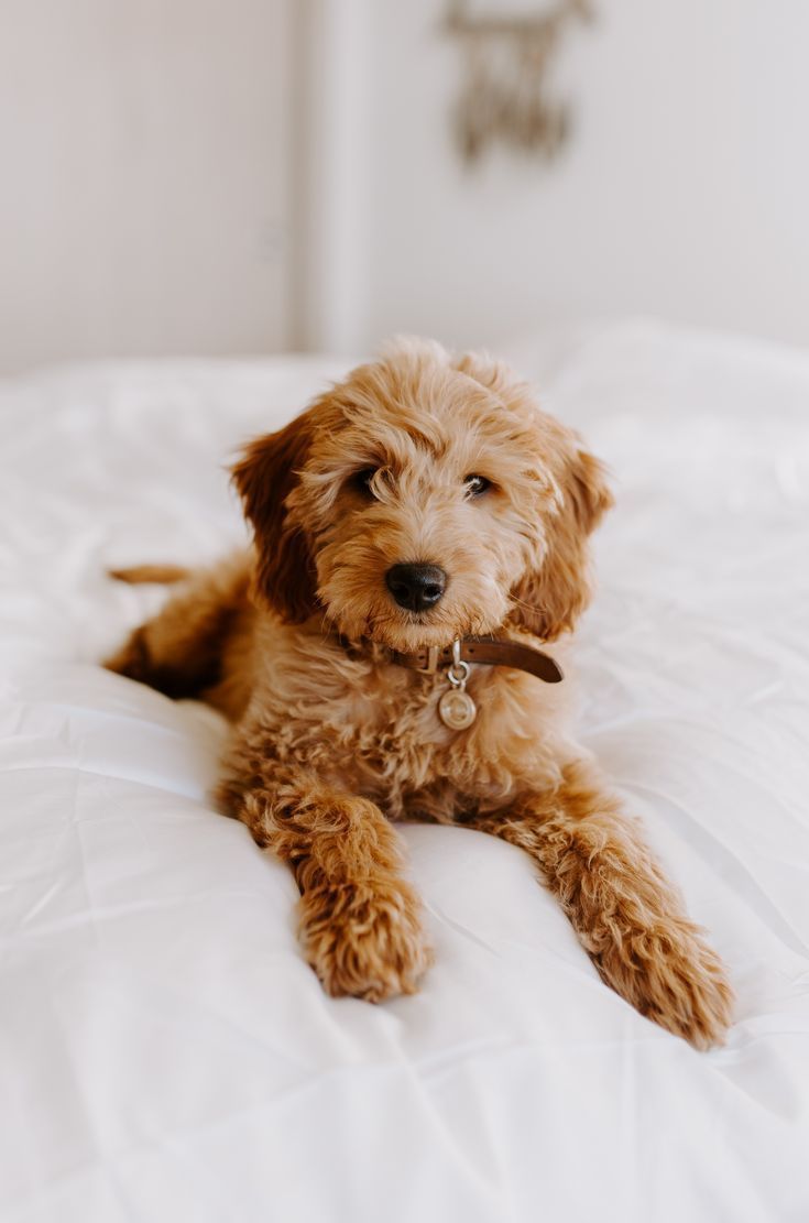 Mini goldendoodle, wavy hair, curly