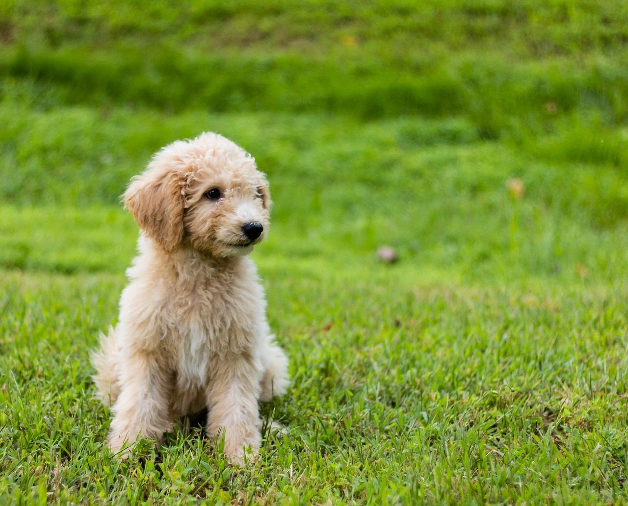 Reasons Why Goldendoodles are So