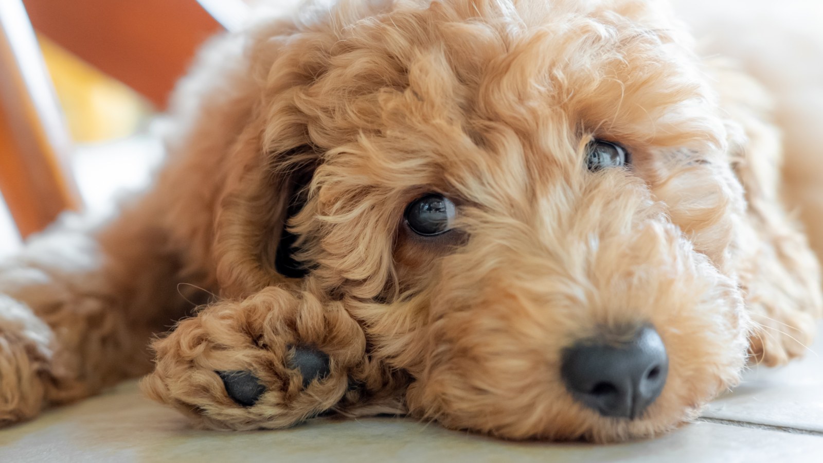 Goldendoodle's Antics at Daycare While