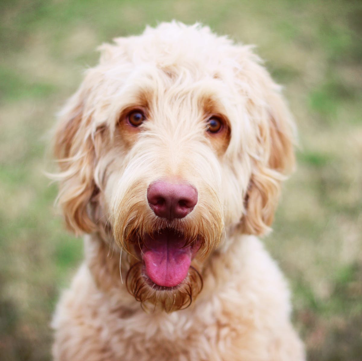 Goldendoodle Haircuts with Photo to