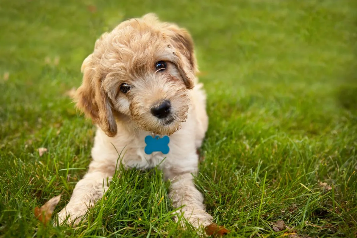 Goldendoodle Puppy Picture and Facts