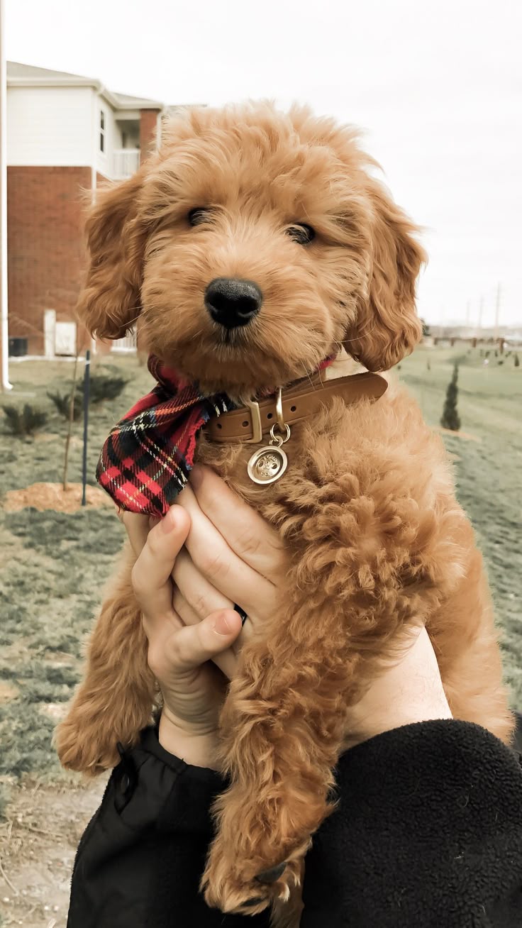 Goldendoodle Puppy