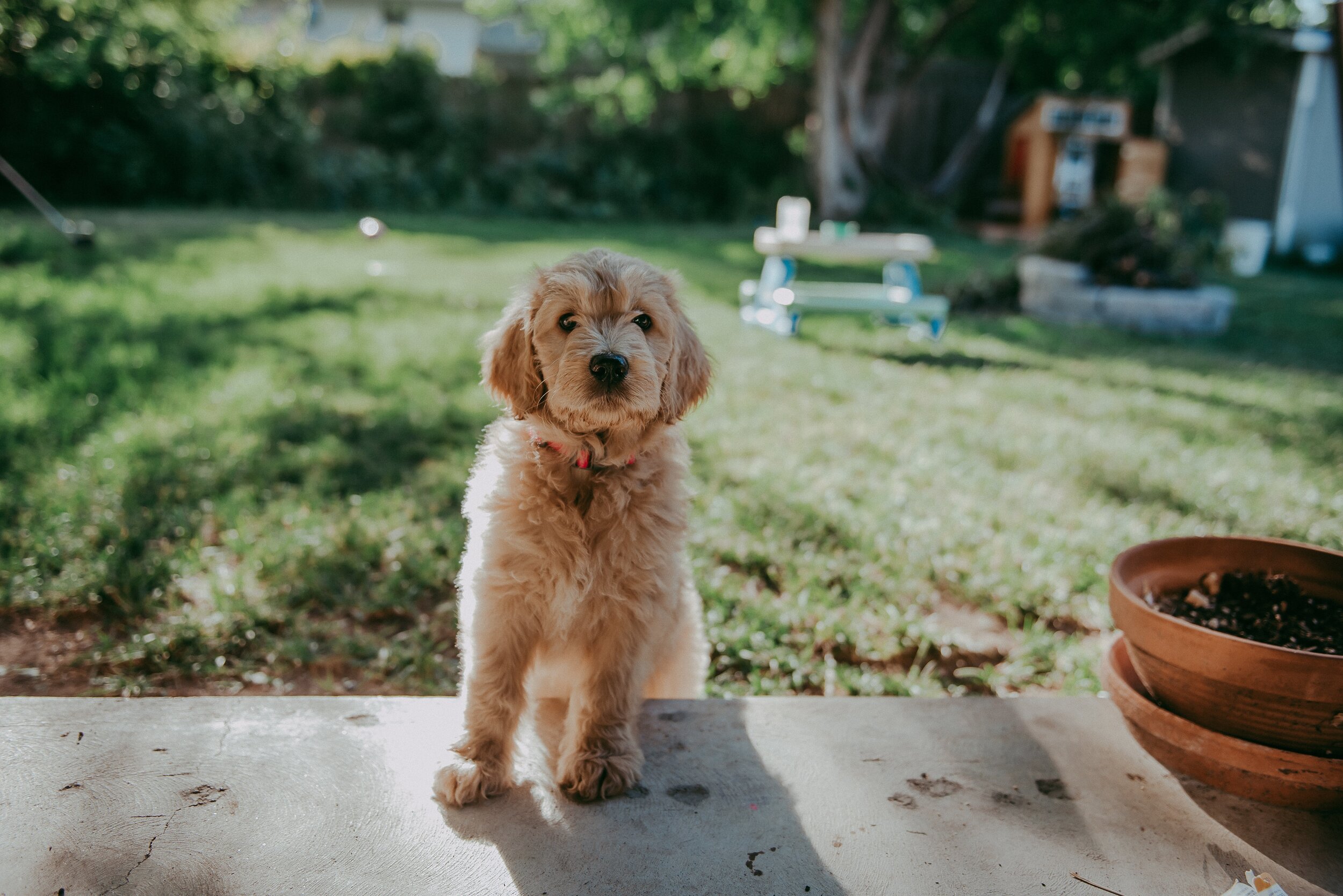 Our Colorado Goldendoodle