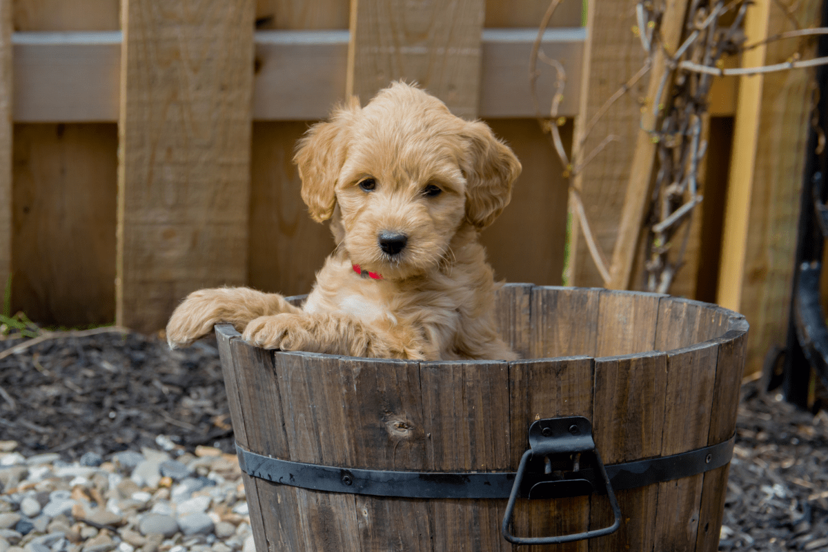 Goldendoodle Dog Breed: History