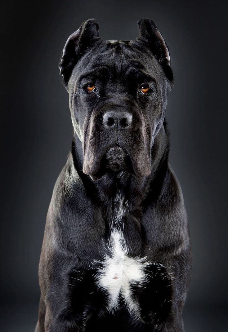 Cane Corso Dog Breed Everything About