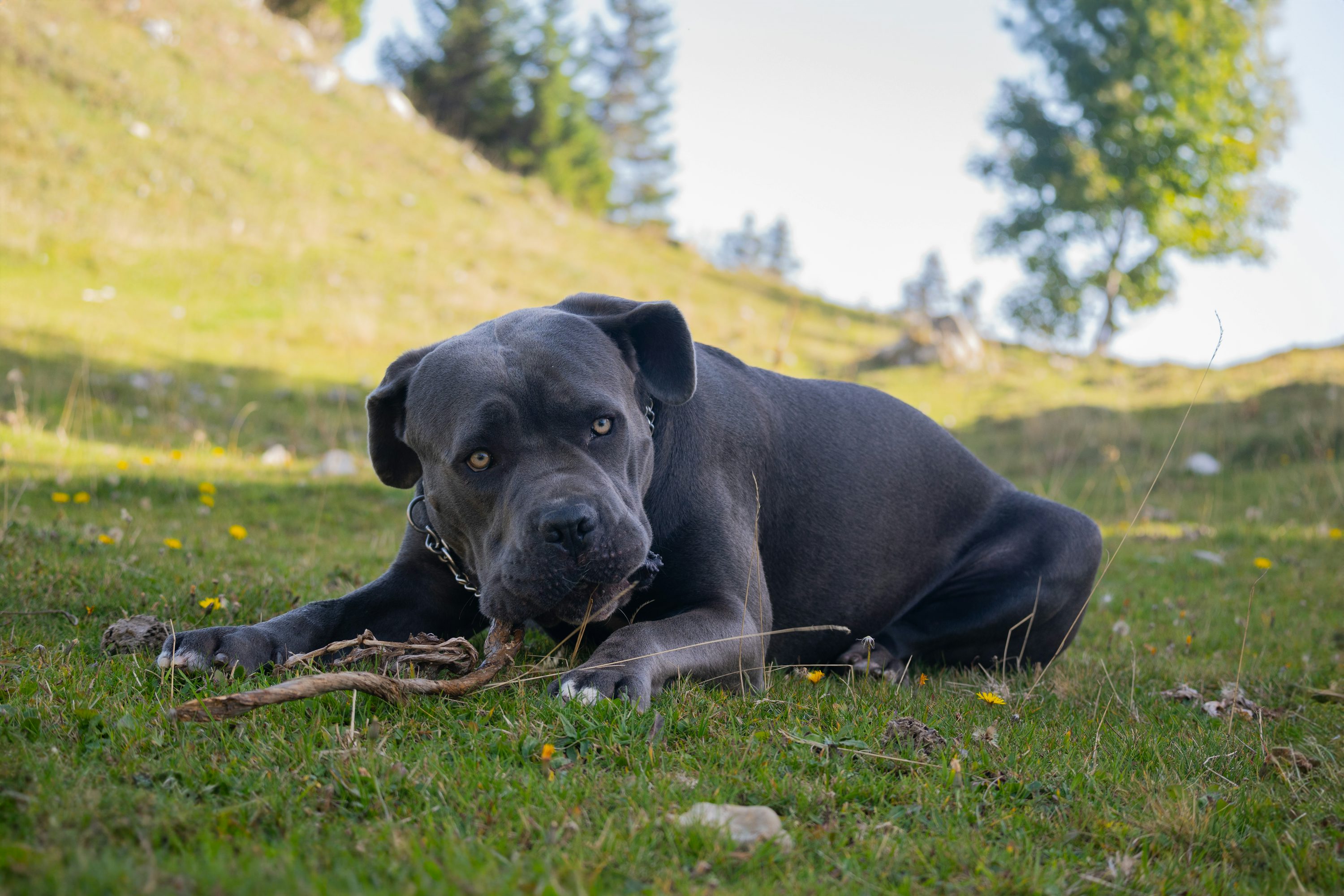 Cane Corso Picture. Download Free