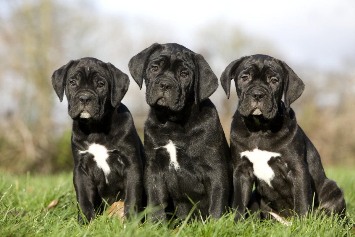 Cane Corso Puppies With Natural 'Floppy