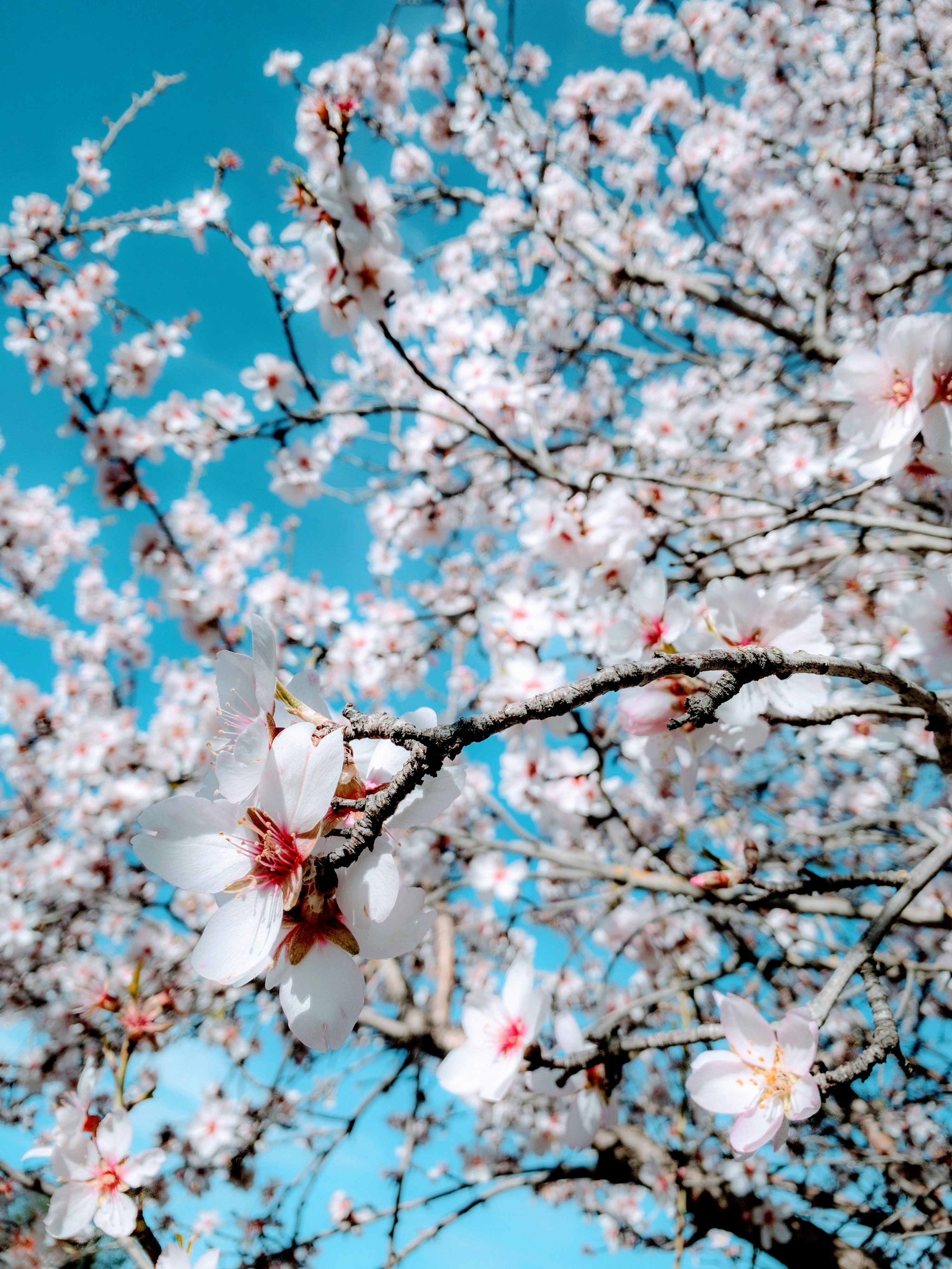 Apricot Blossom Picture. Download