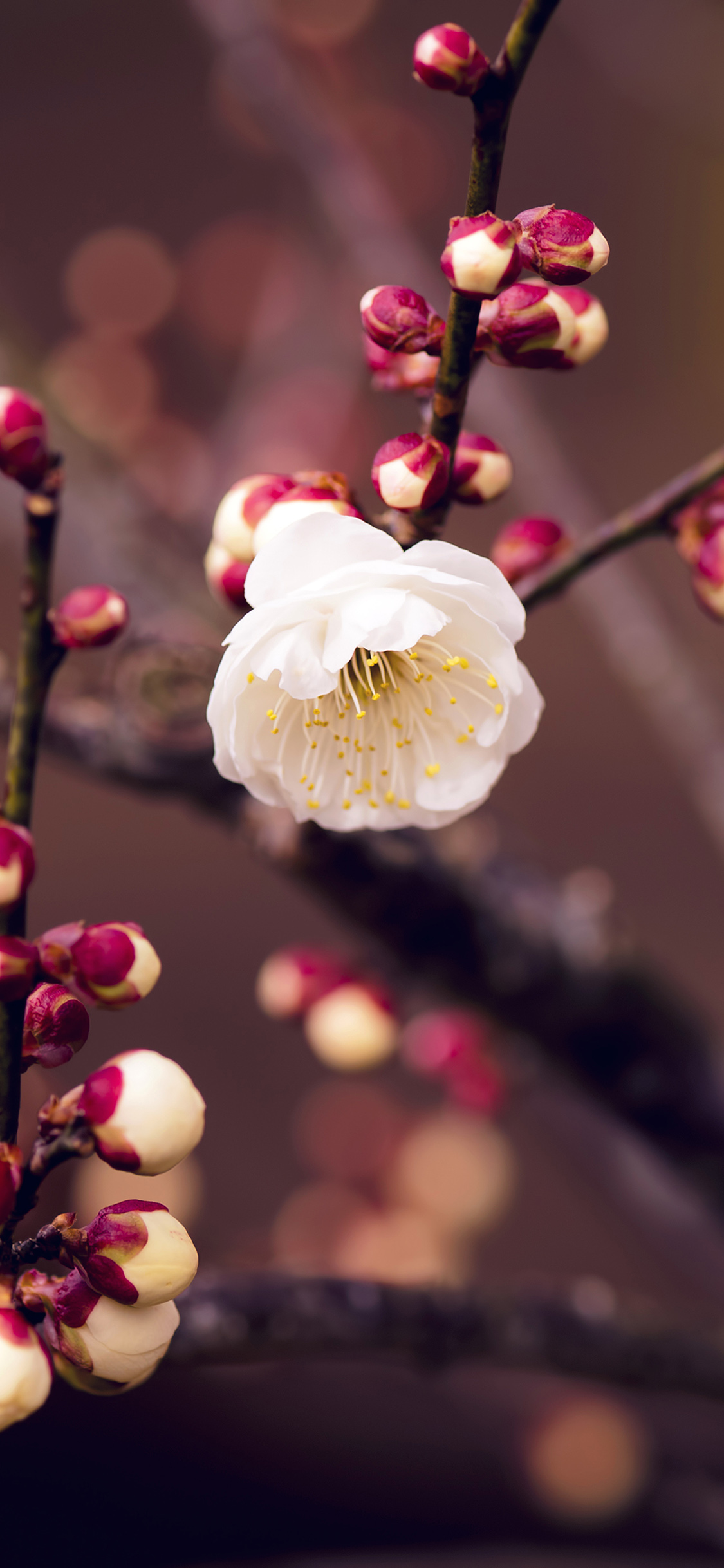 Apricot Flower Bud Spring Nature