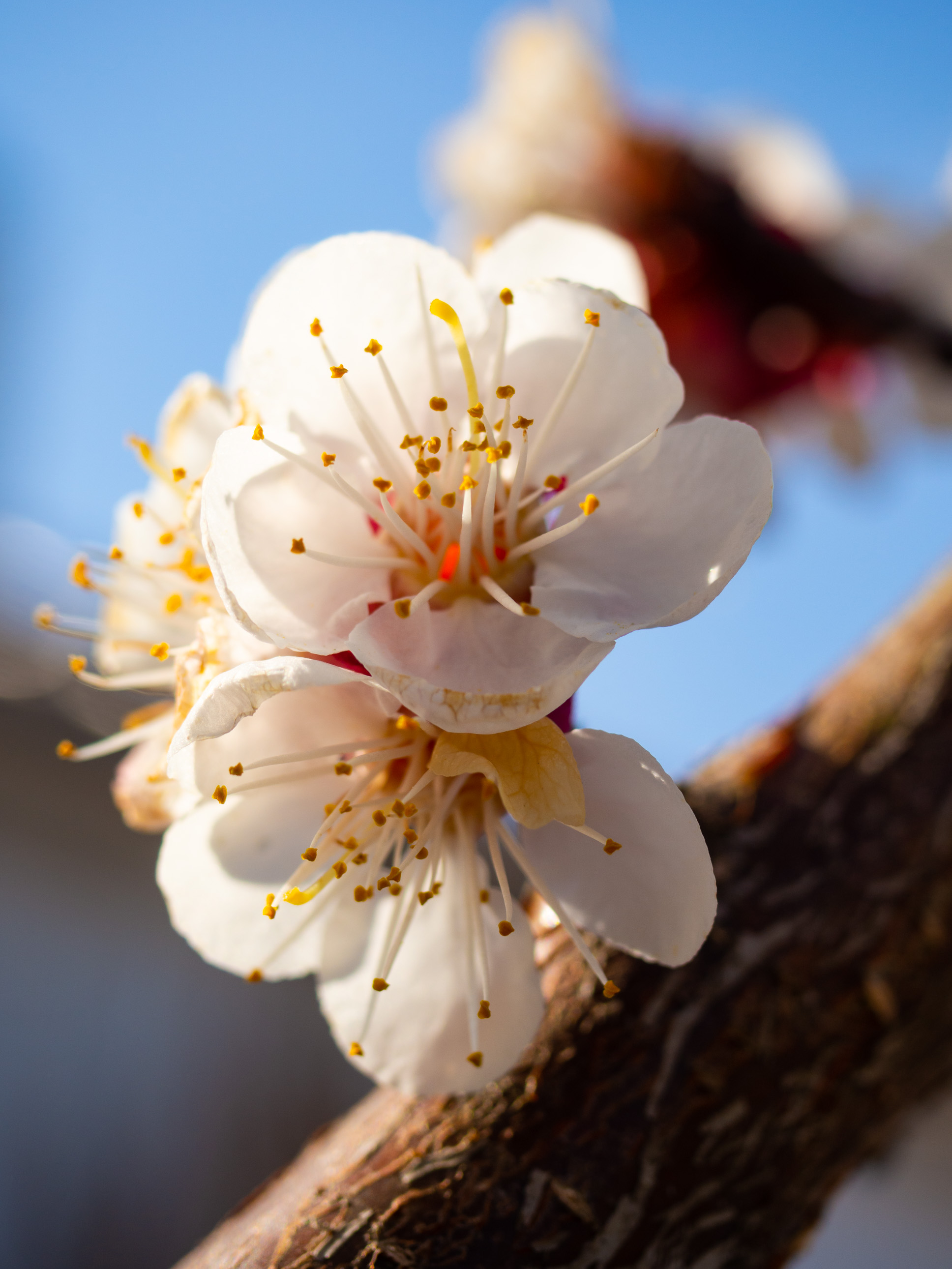 Apricot blossoms