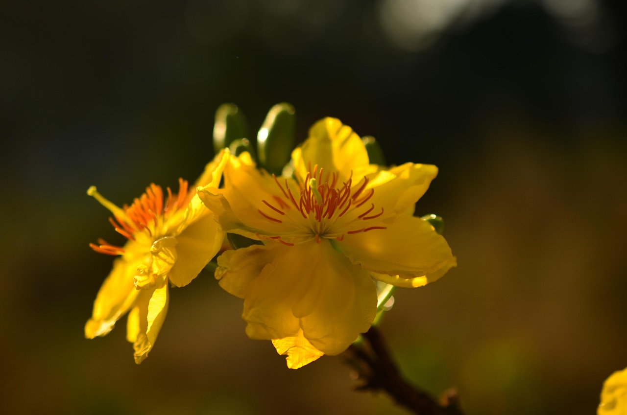 Apricot Flowers Closeup
