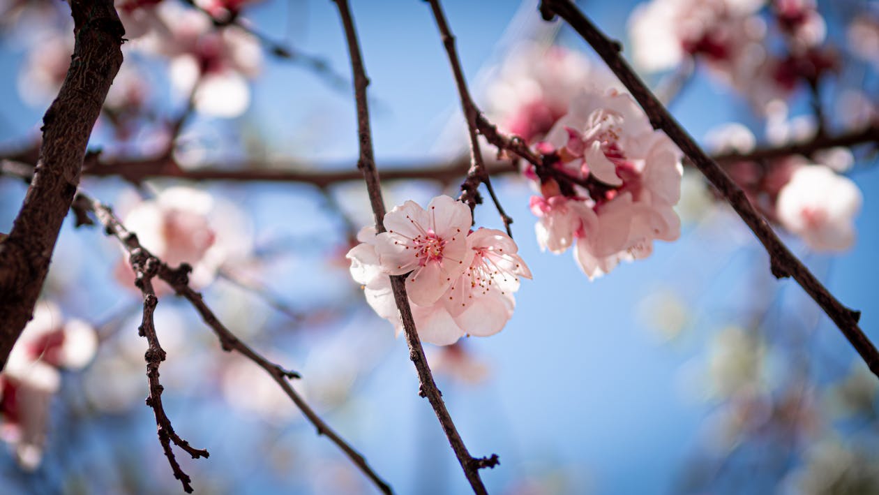 Apricot Flowers Blooming in Spring