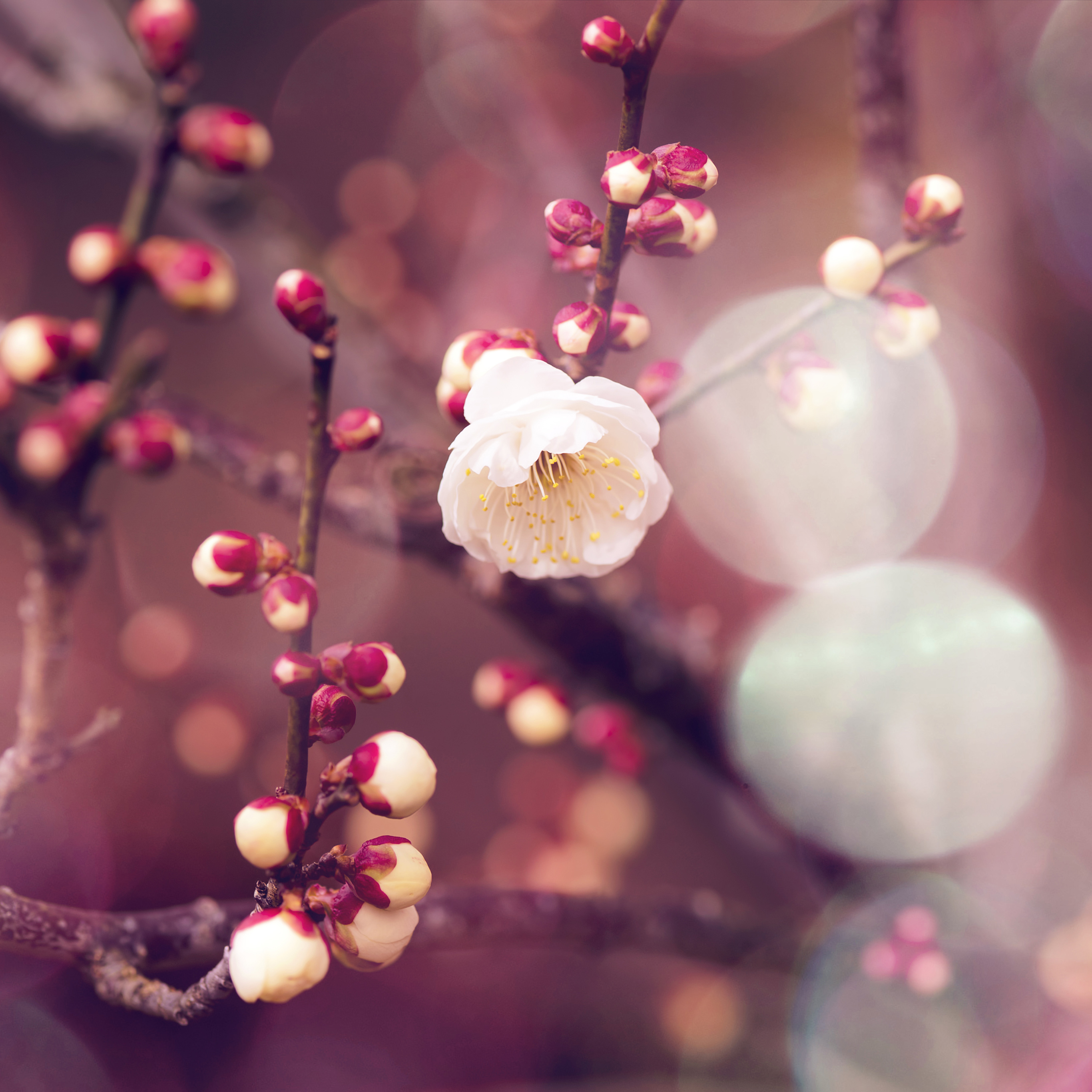 Apricot Flower Bud Flare Spring