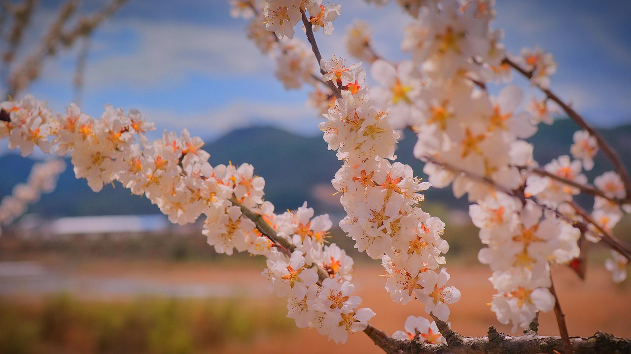 Apricot Blossom Flower Spring