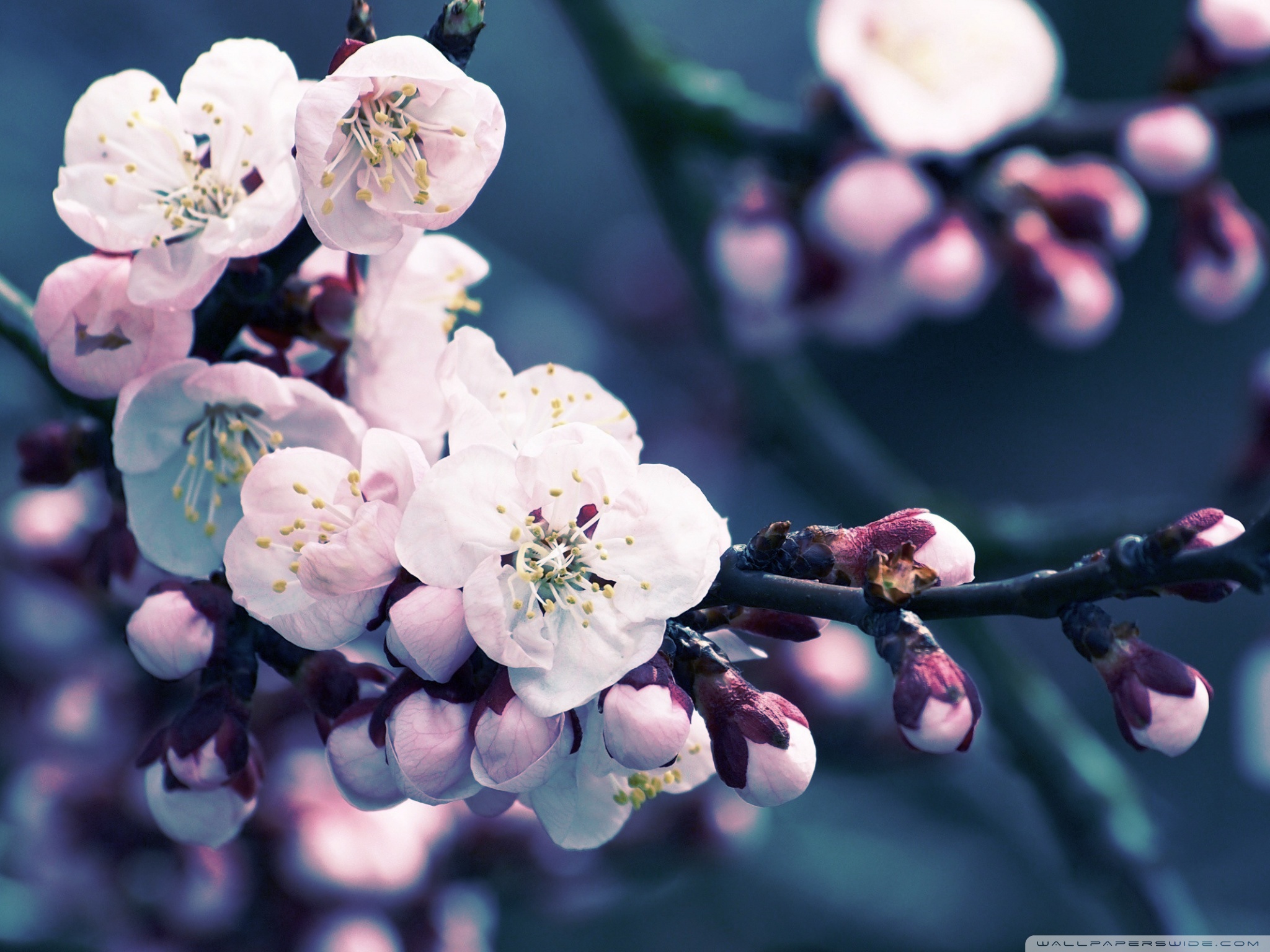 Apricot Flowers Close Up Ultra HD