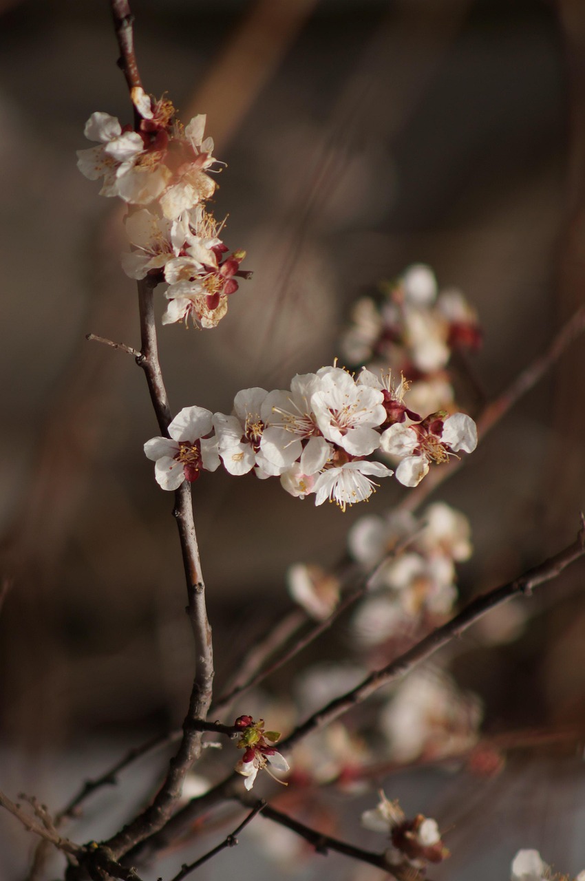 Apricot Blossom Flowers Spring
