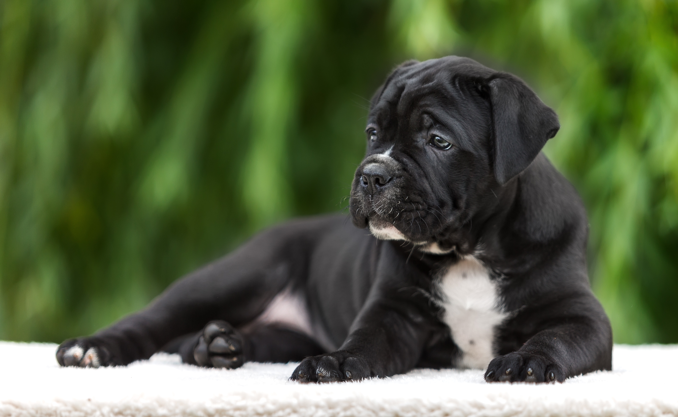 Wallpaper puppy, breed, cane Corso