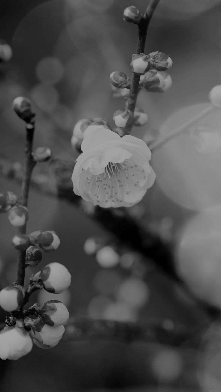 Apricot Flower Bud Dark Spring Nature