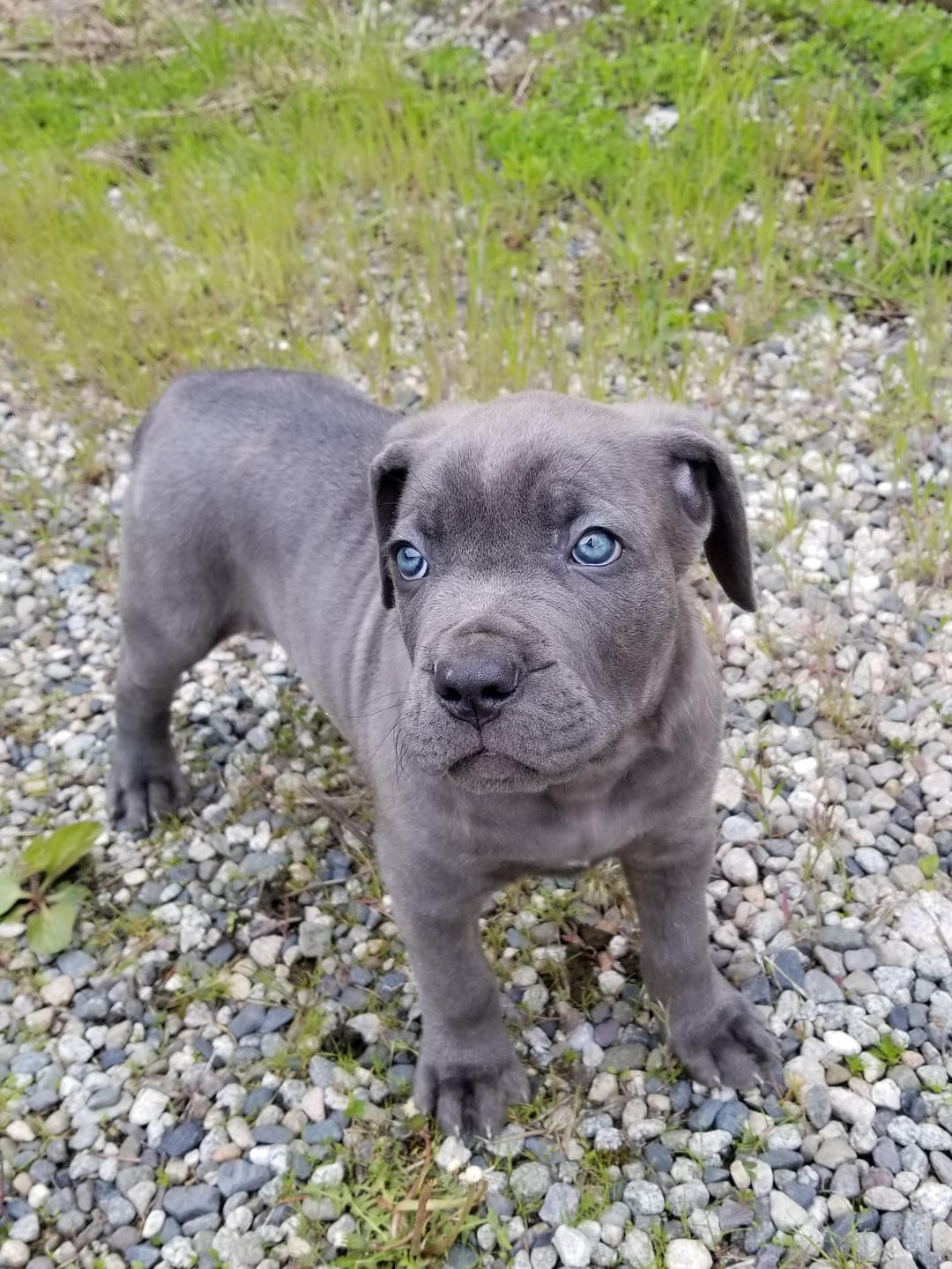 Our blue Cane Corso puppy Bane steals