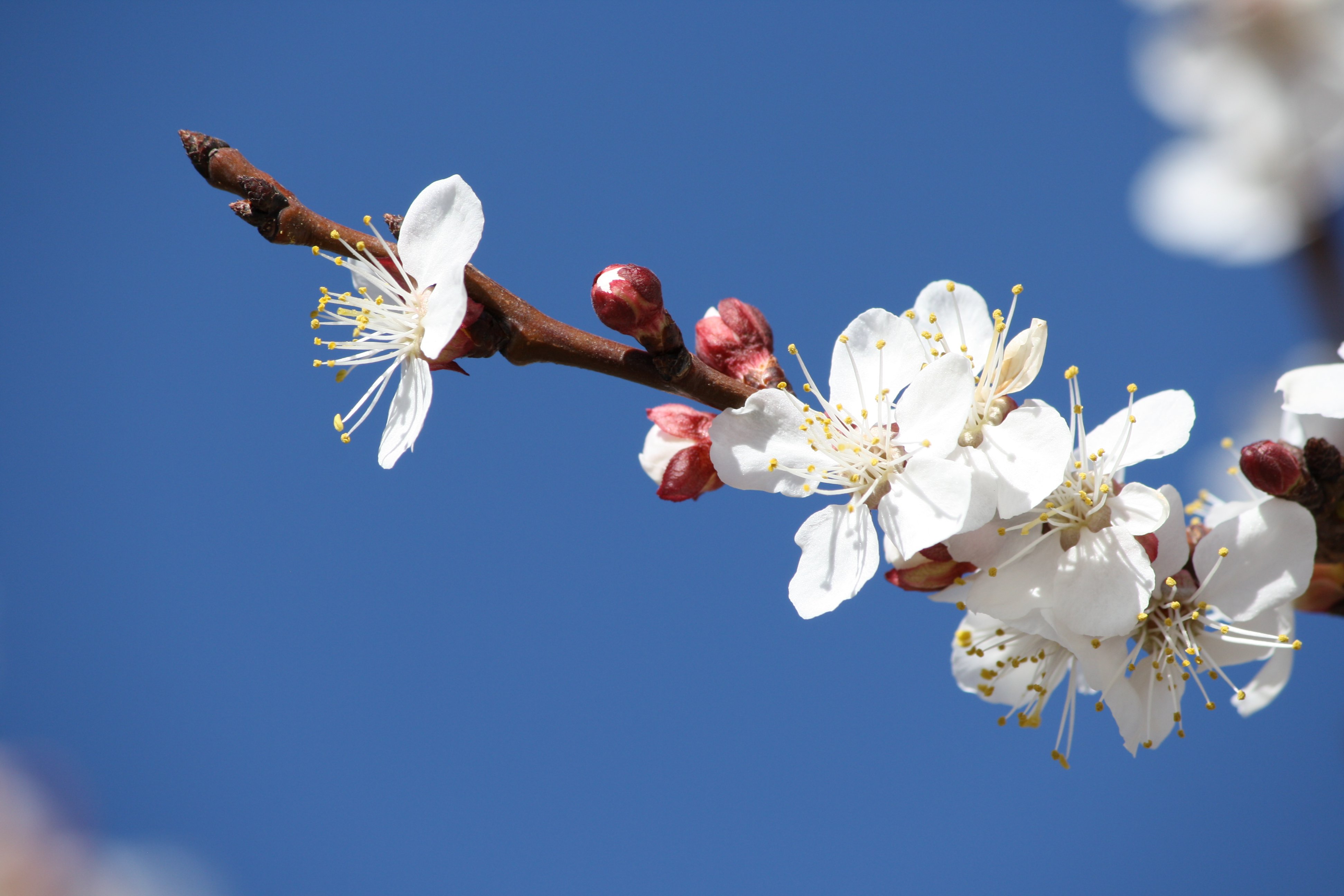 White Apricot Blossoms and Red Flower