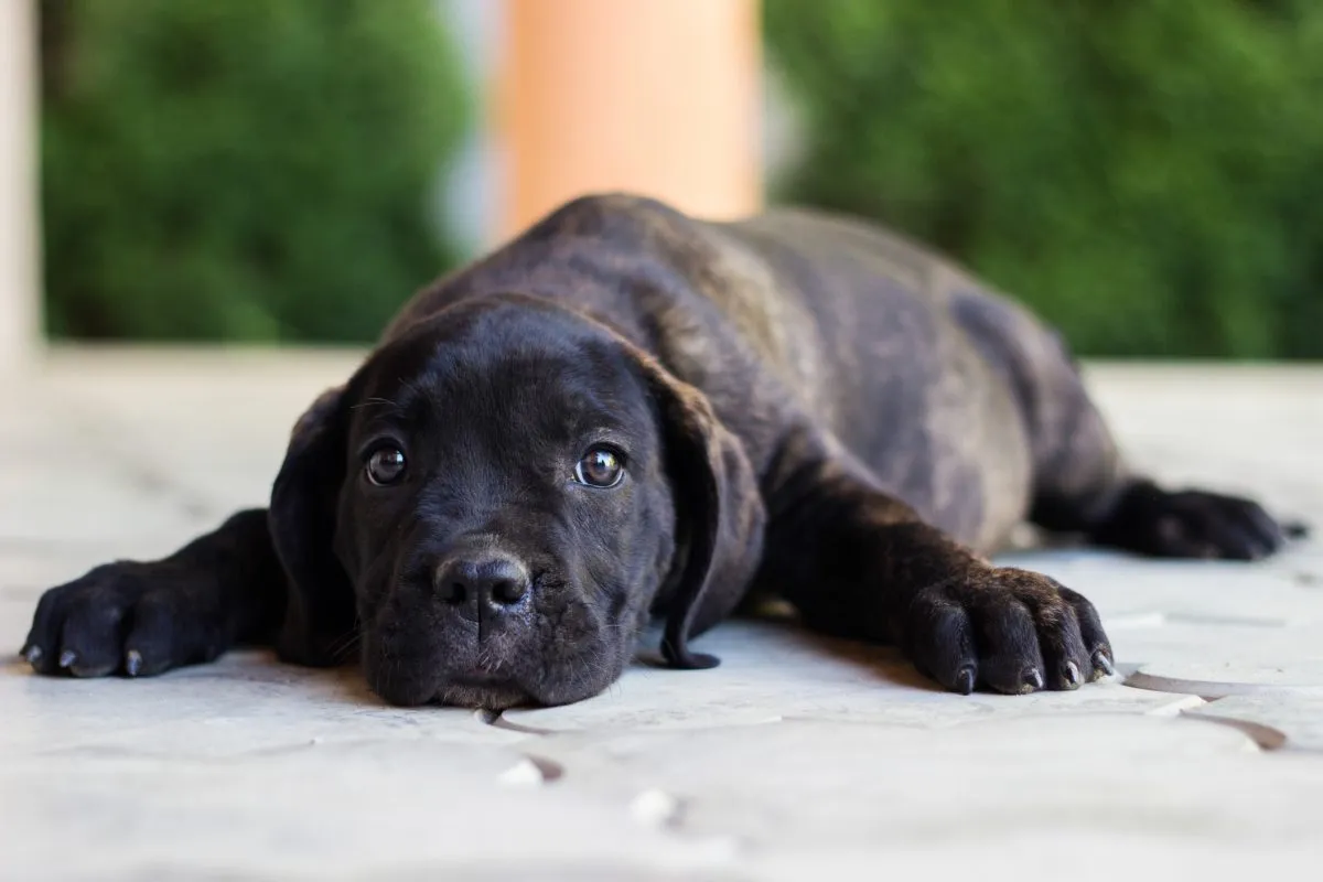 Cane Corso Puppy Picture and Facts