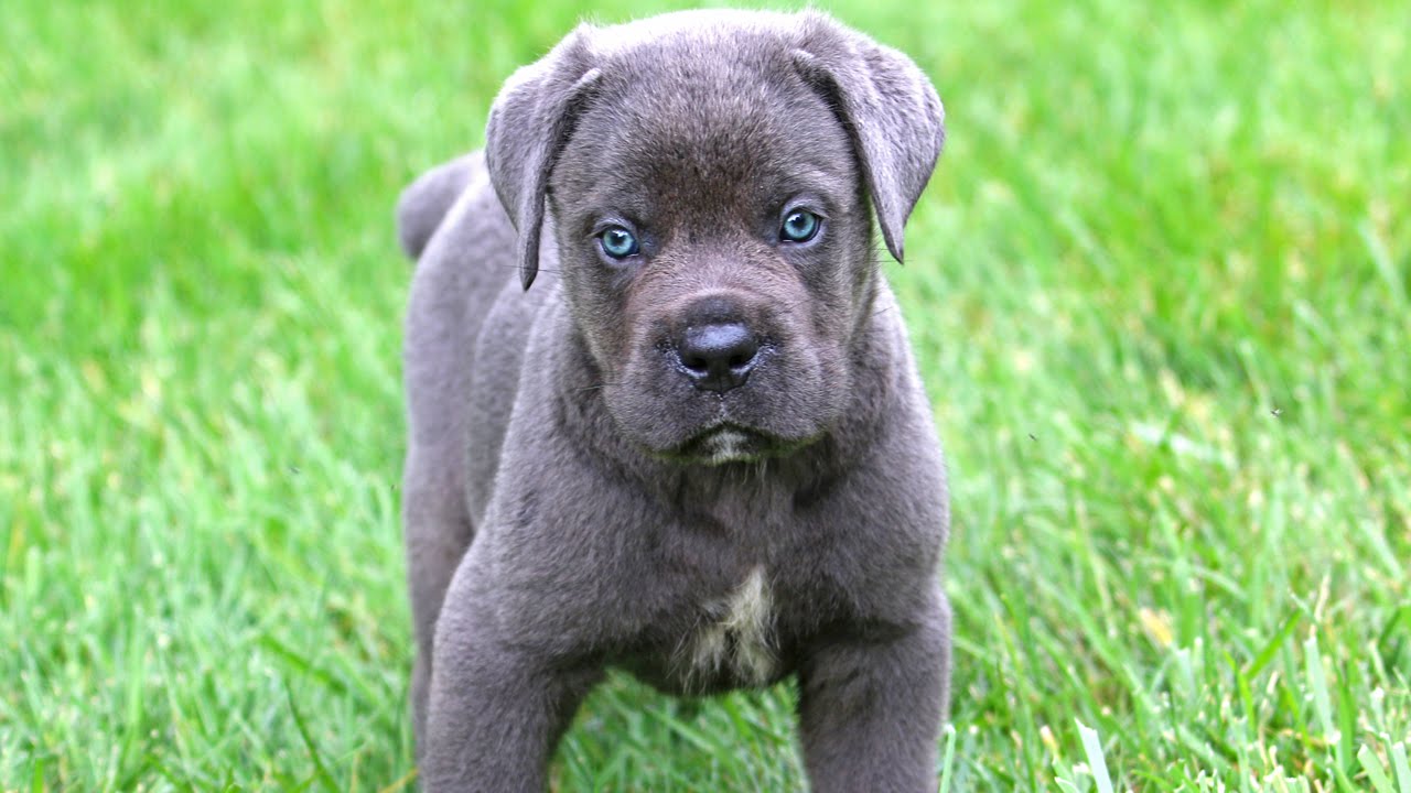 Cane Corso Puppies