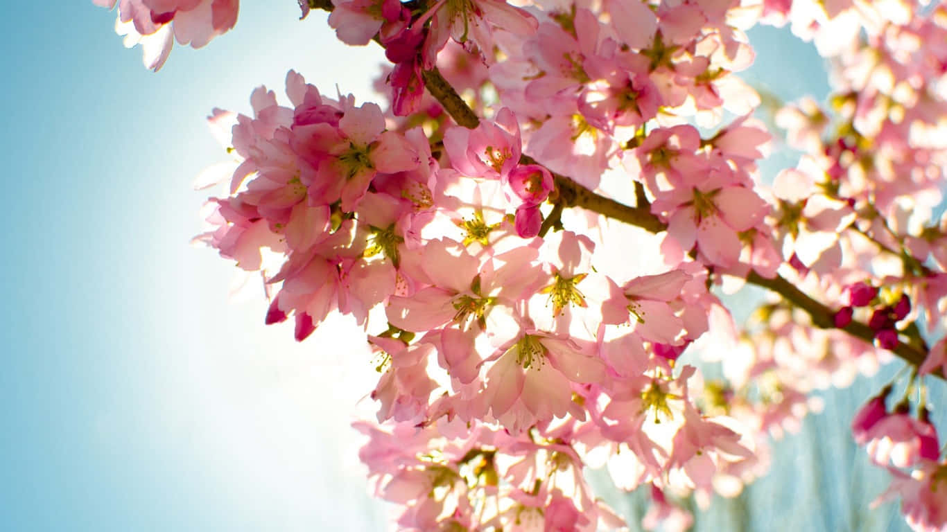 1366x768 Flowers Background