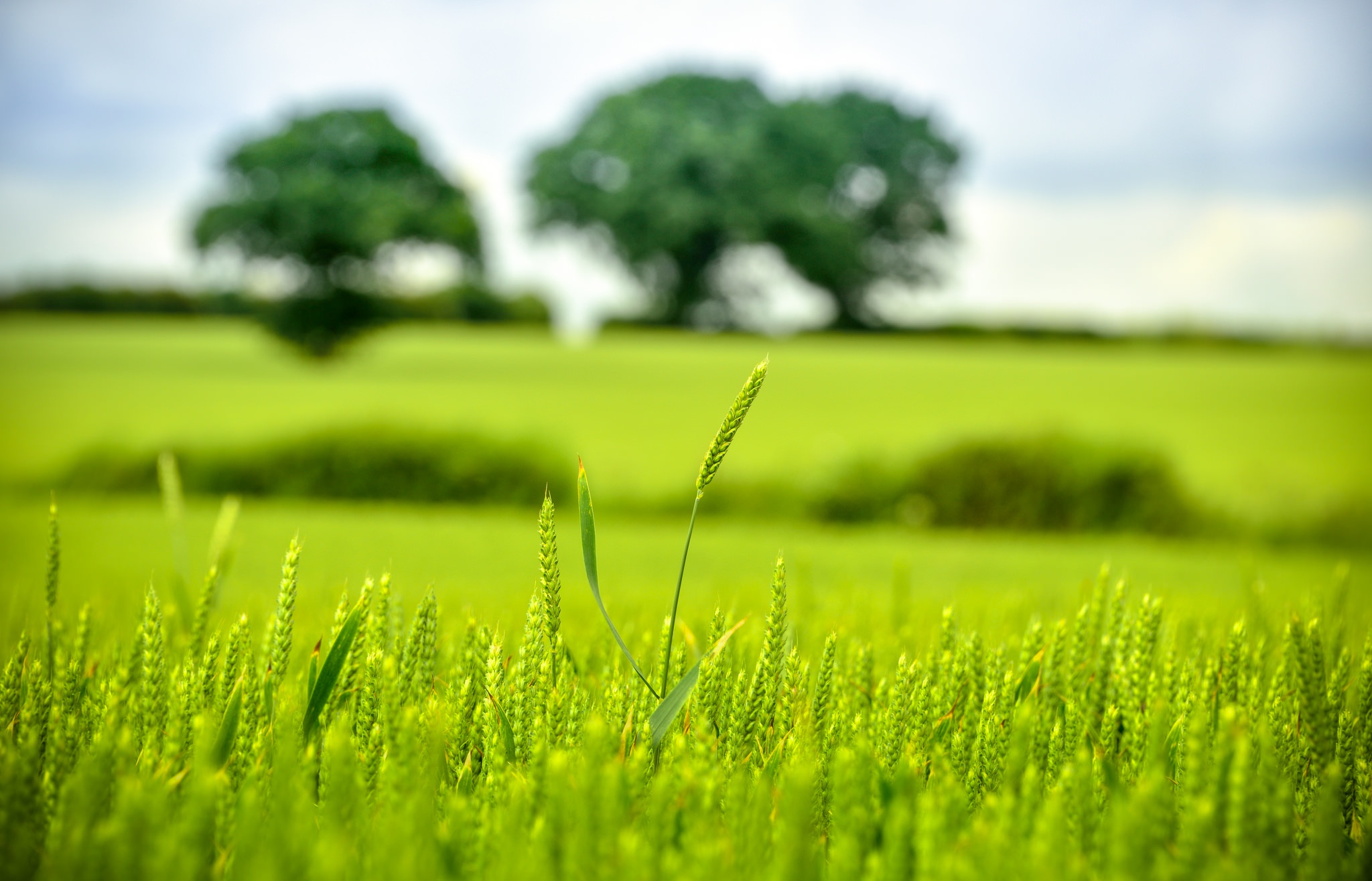 Wallpaper green, trees, bokeh, wheat