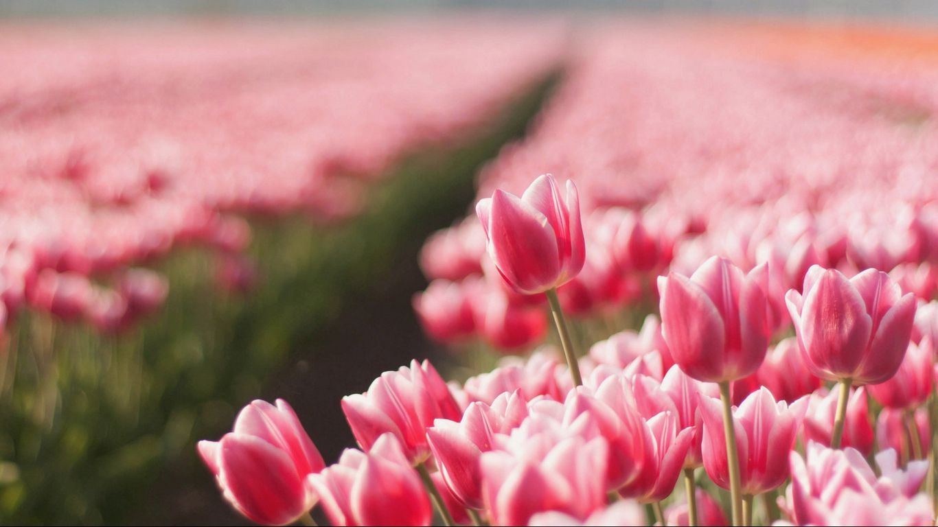 Download wallpaper 1366x768 tulips