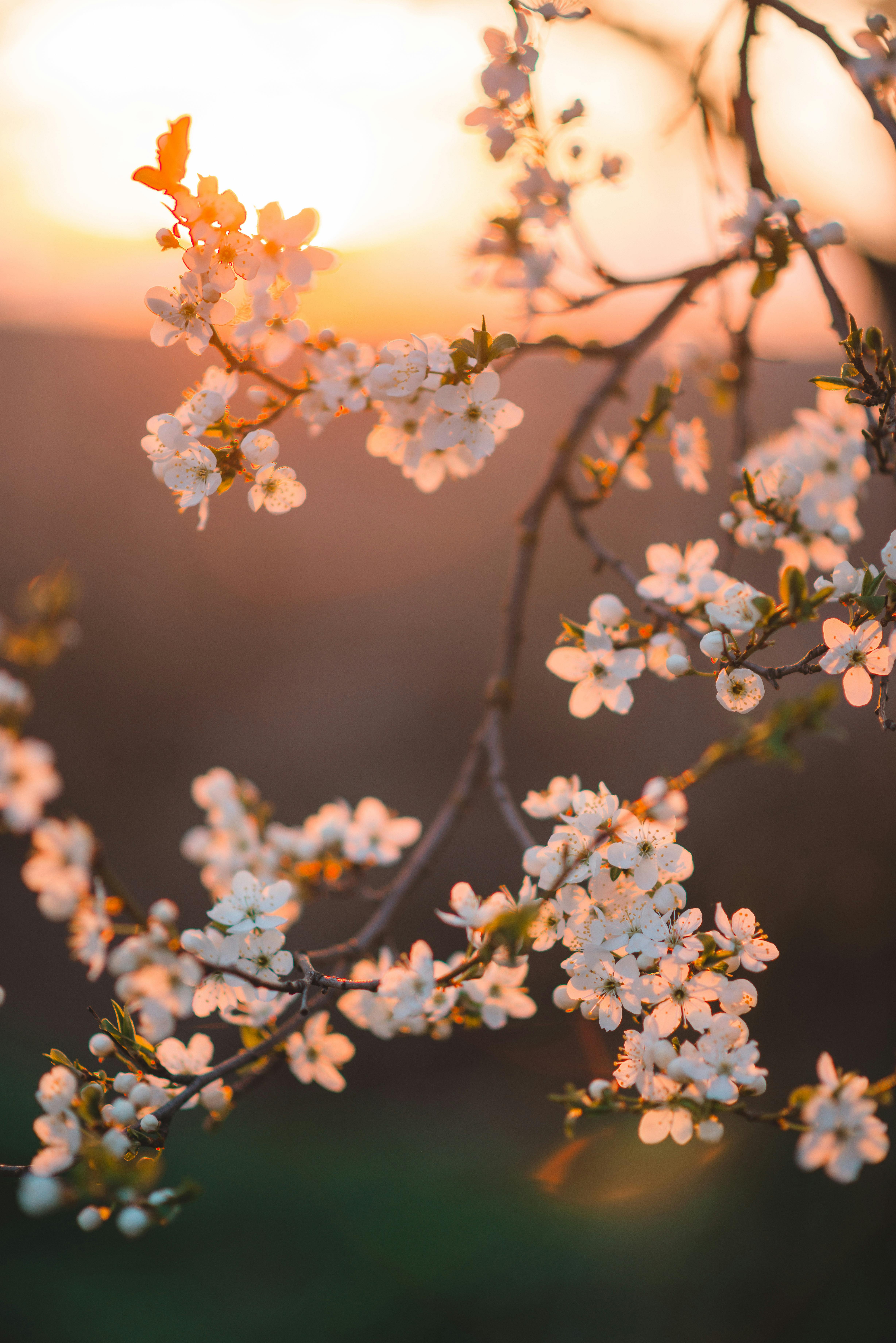 Spring Cherry Blossoms at Sunset · Free
