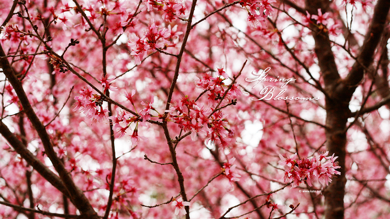 Spring Wallpaper by Kate.net