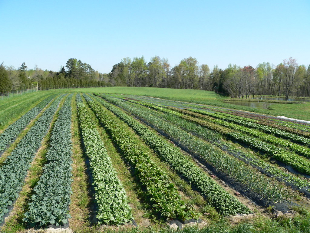 Maple Spring Gardens