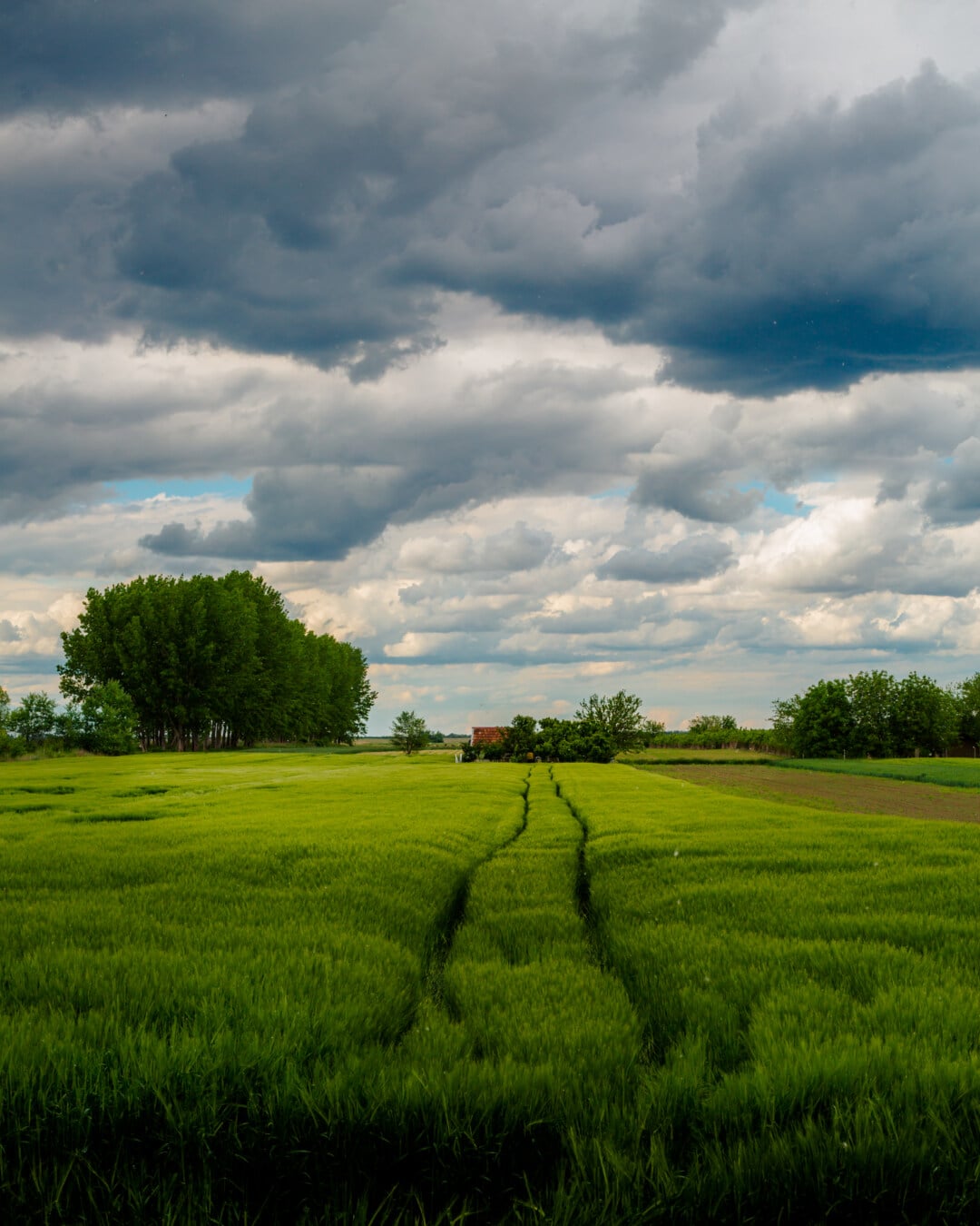 farm, meadow, agriculture, rapeseed