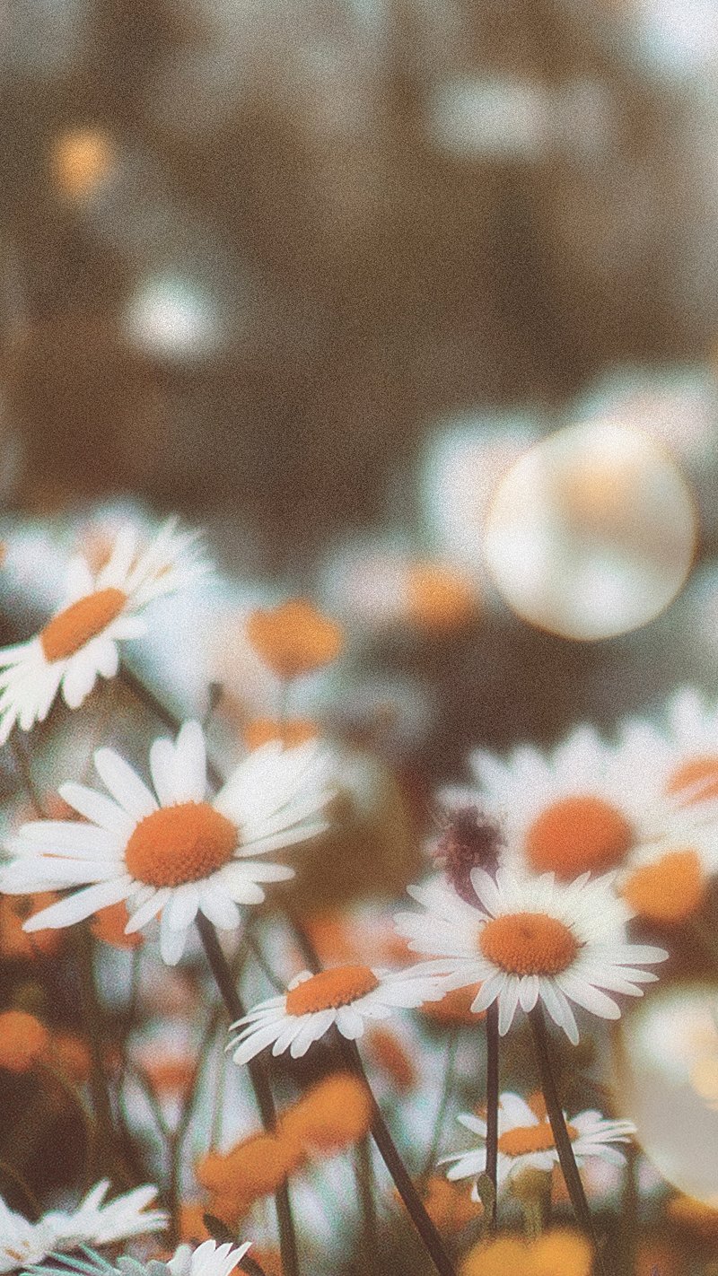 Floral iPhone Wallpaper. Download