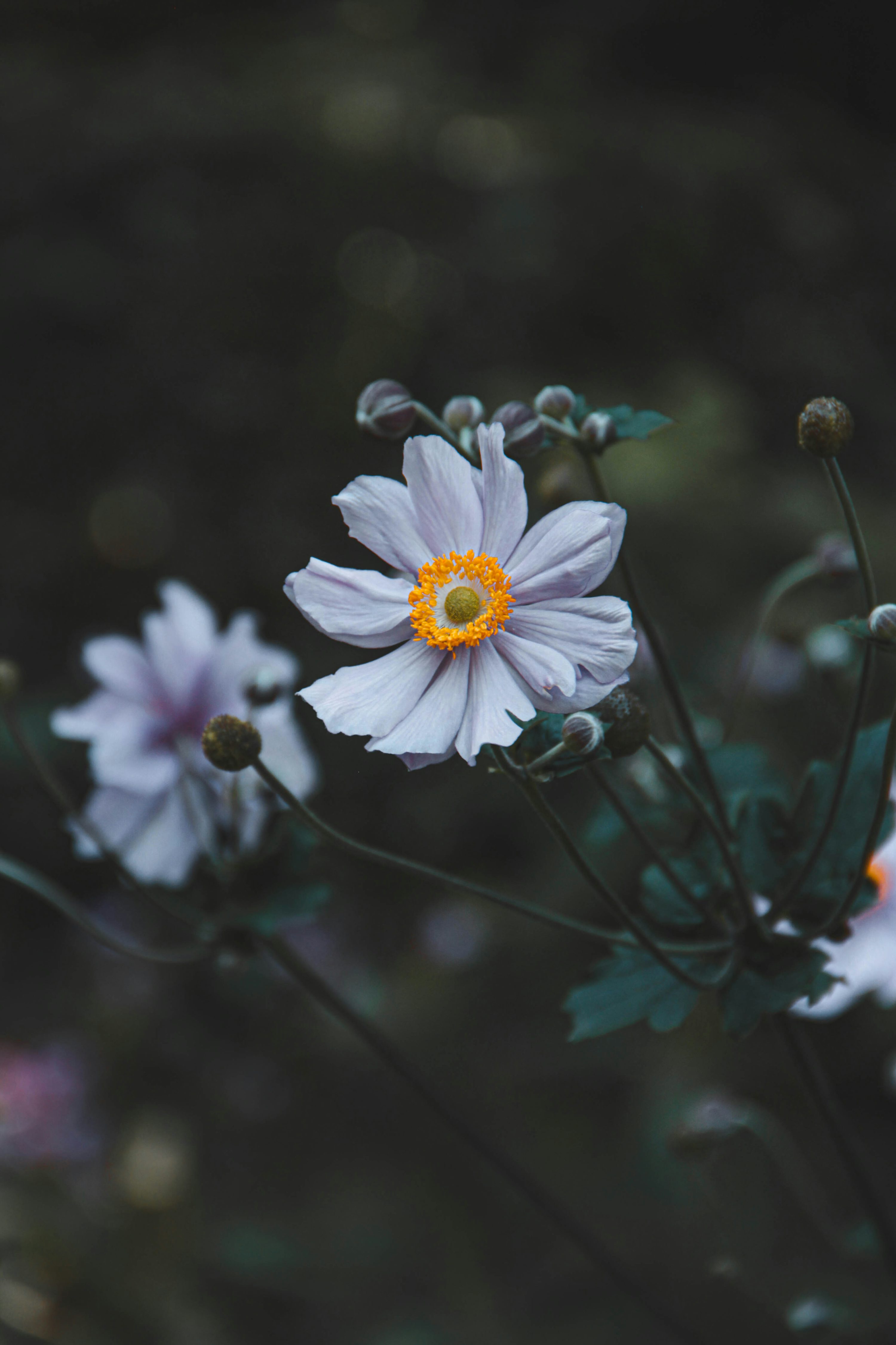 Flowers Aesthetic Picture