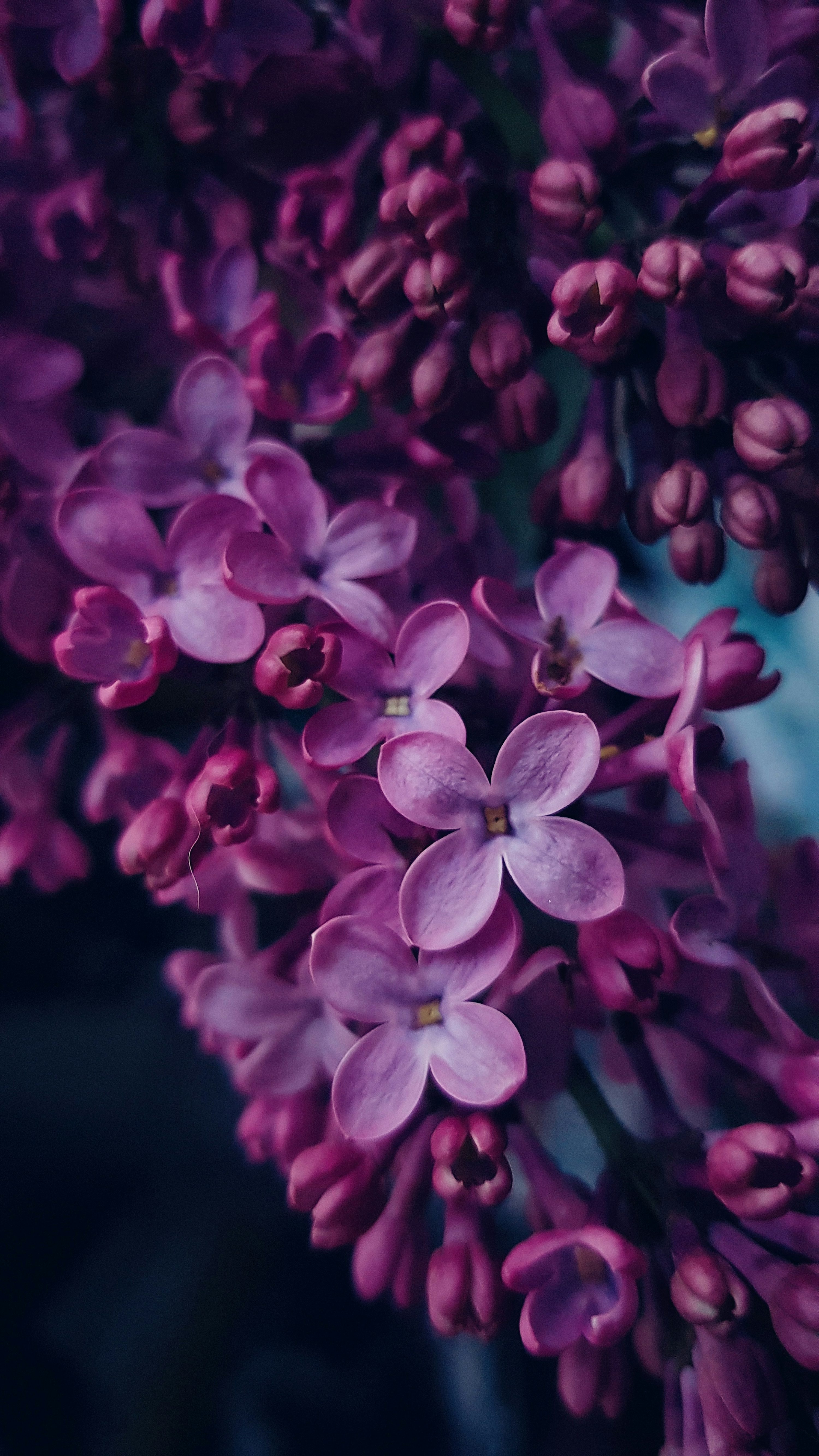 Download Free Lilac Aesthetic Picture
