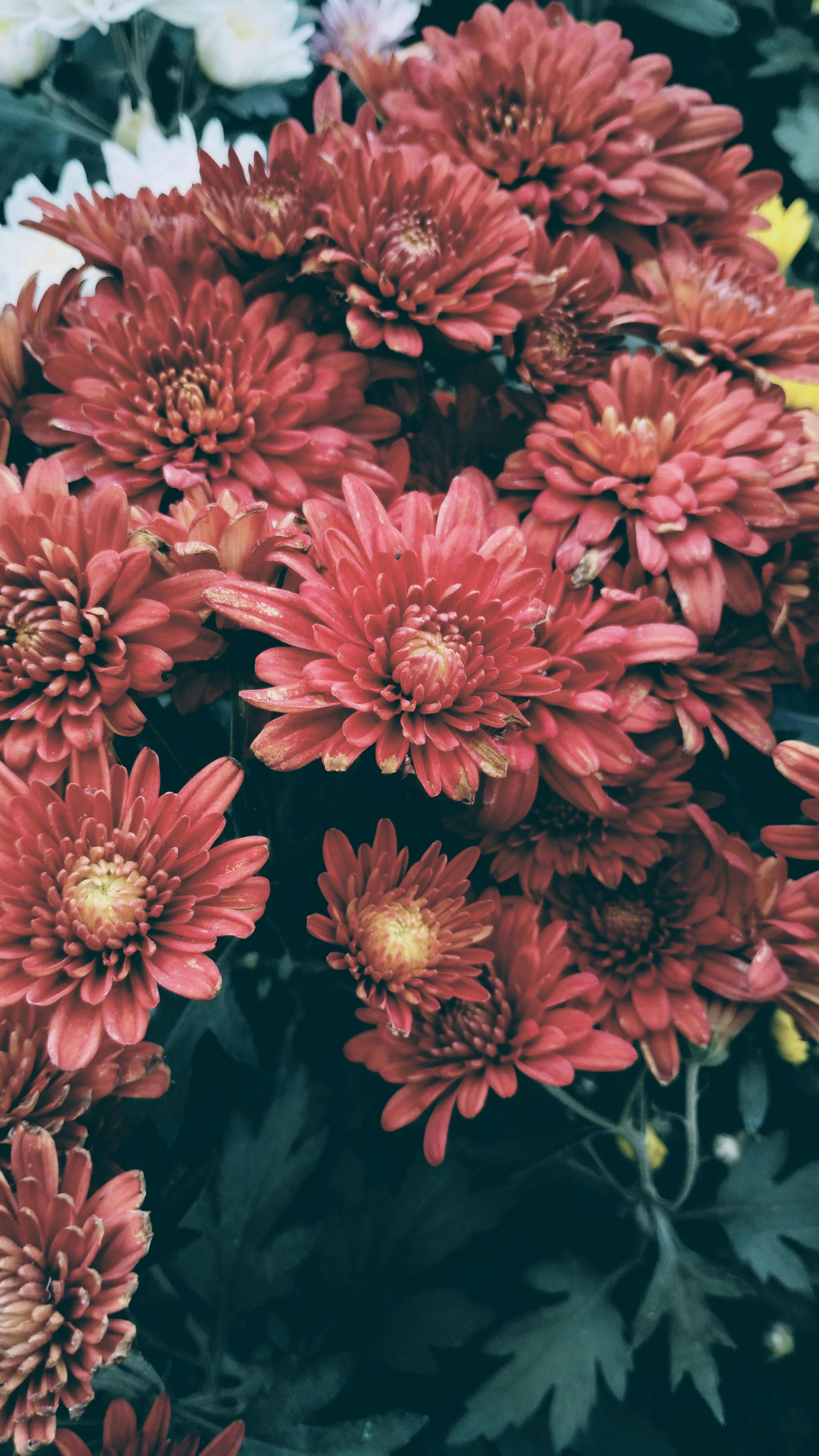 Flowers Aesthetic Picture