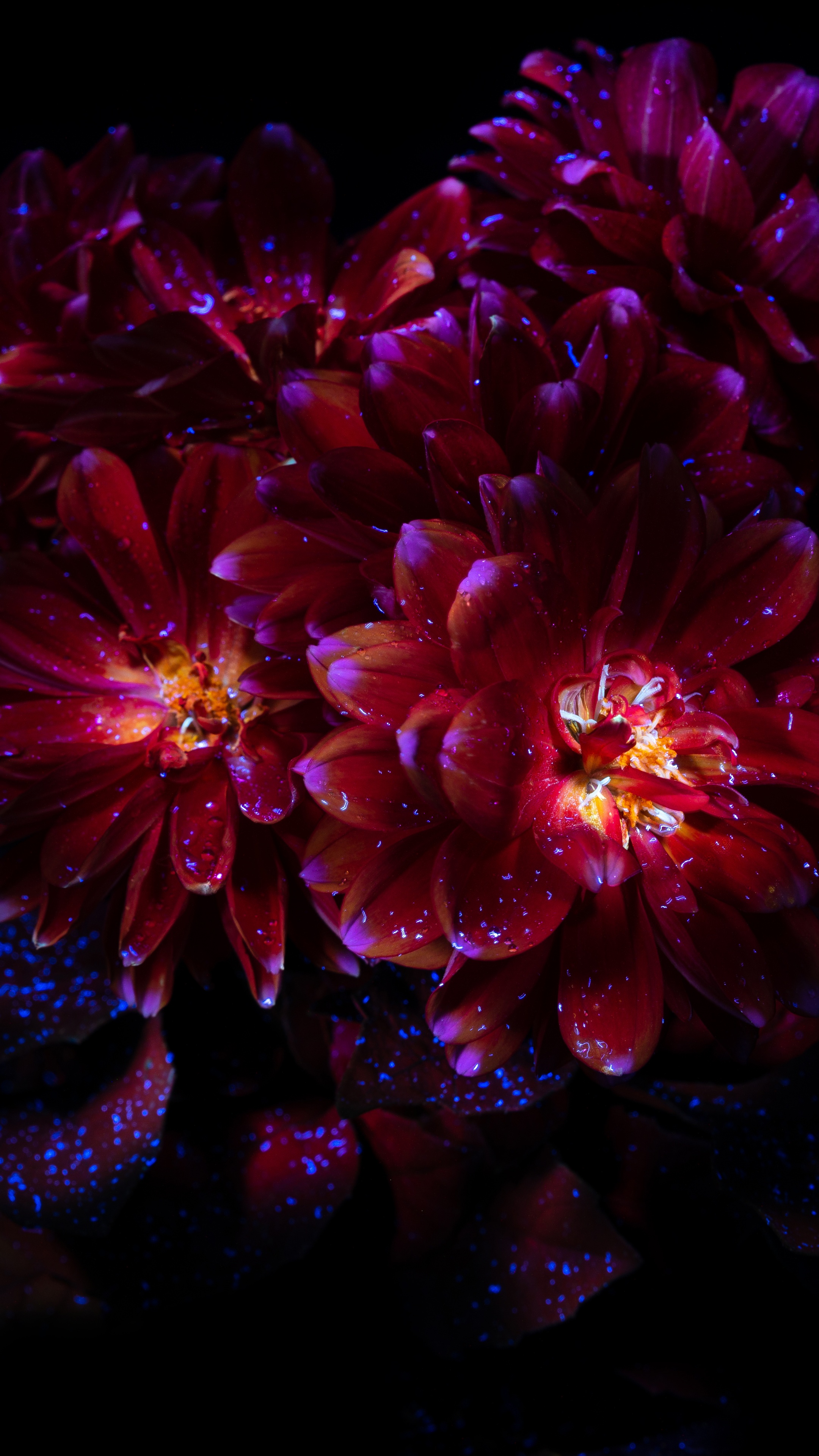 Chrysanthemum flowers Wallpaper 4K
