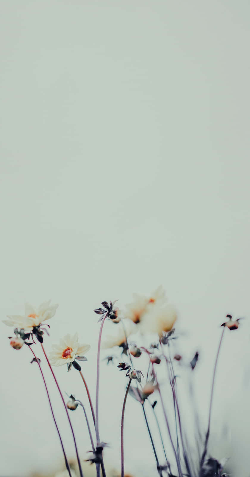 floral aesthetic phone wallpaper
