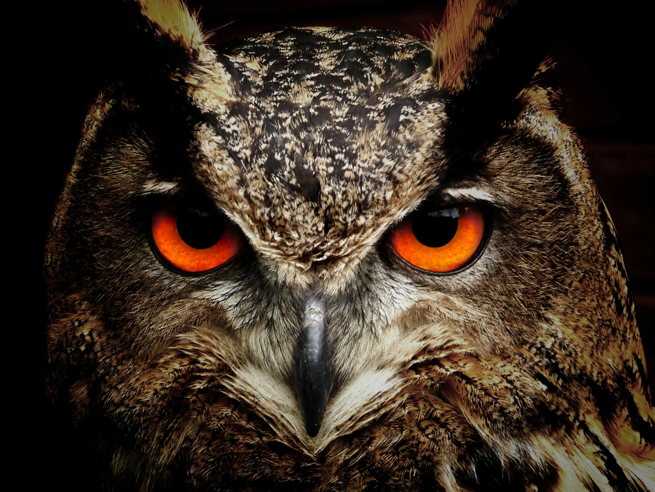 Black Owl Staring · Free
