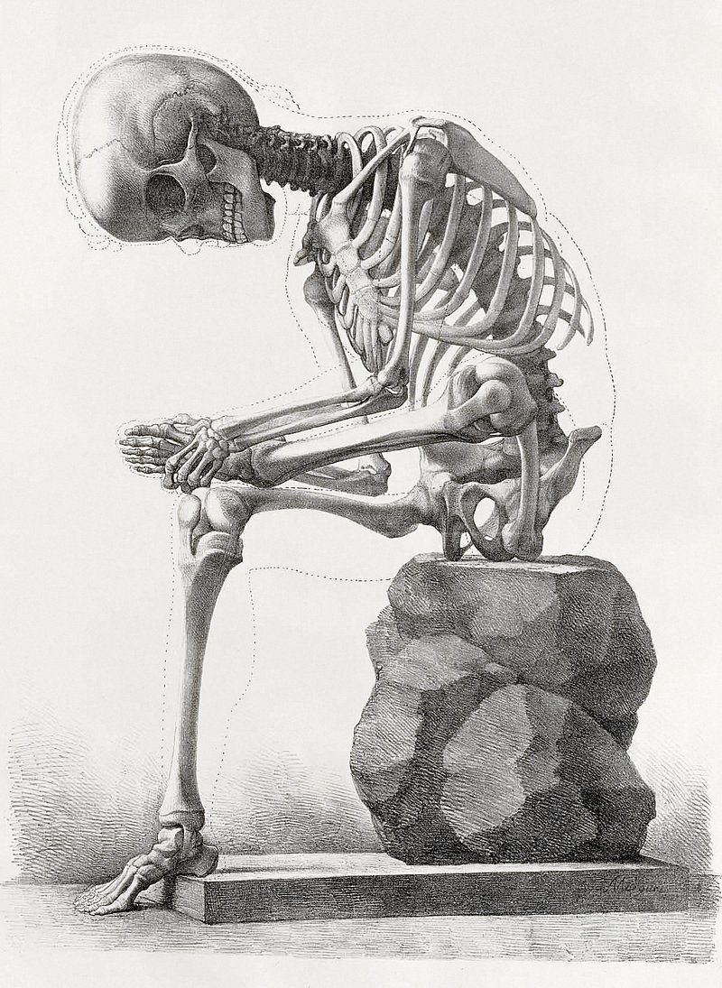 Skeleton Public Domain Image. Free