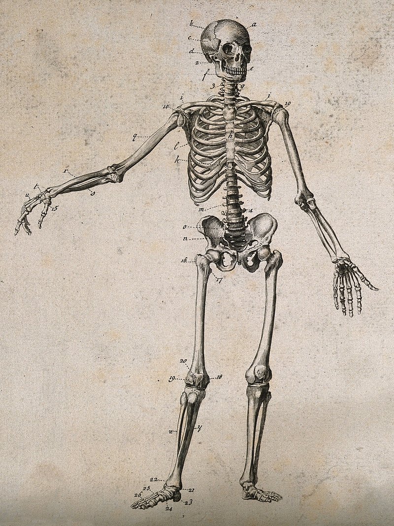 Skeleton Public Domain Image. Free